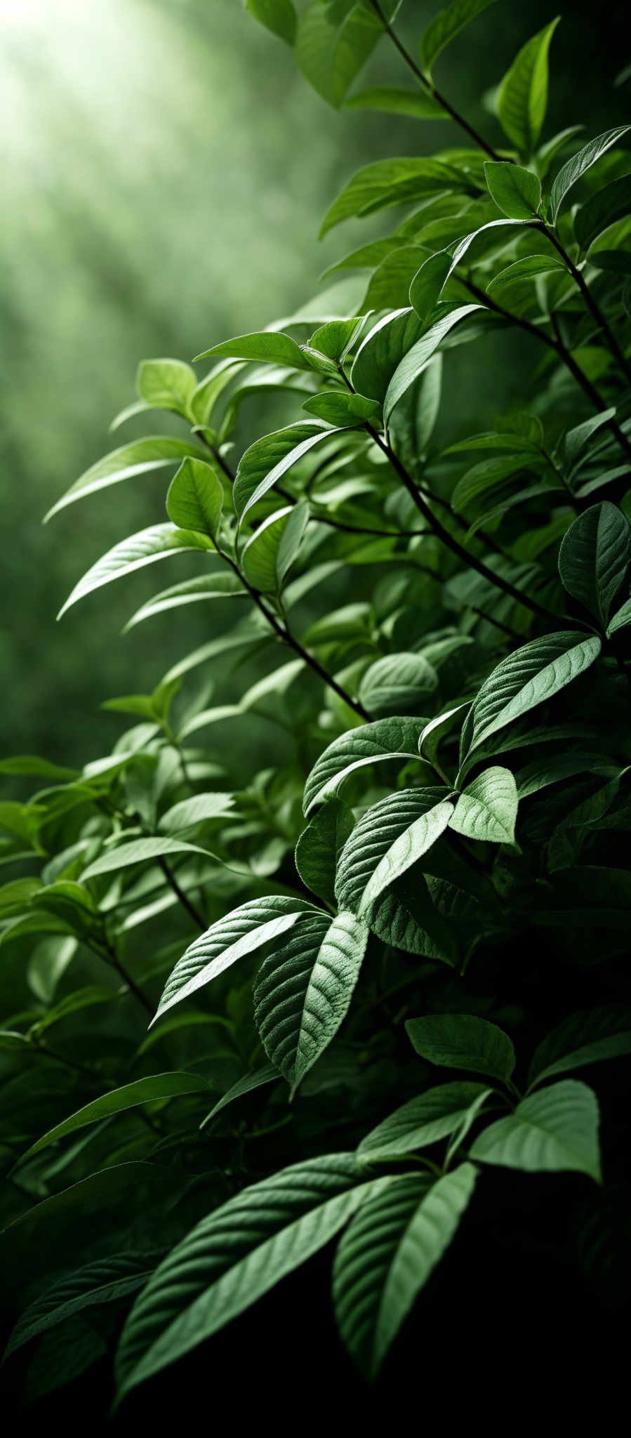 The image showcases a lush green foliage. The leaves are predominantly green with varying shades, ranging from light to dark. They have a somewhat elongated shape, with some having serrated edges. The background is blurred with a greenish hue, suggesting a dense forest or garden setting.