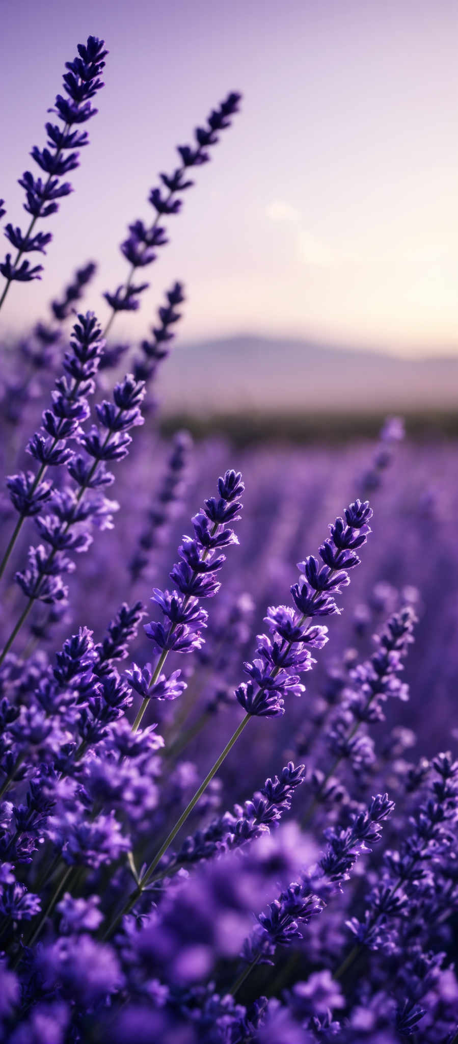 The image showcases a field of vibrant purple flowers, possibly lavender, with elongated stems. The flowers are clustered in tight bunches, and their petals are intricately detailed, revealing a gradient of purple hues. The background displays a serene landscape with distant mountains and a soft-hued sky, suggesting either dawn or dusk.