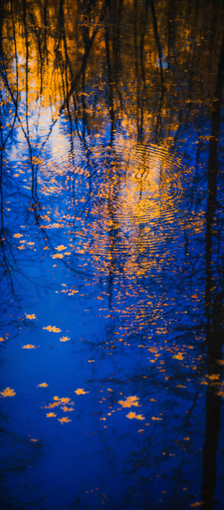 The image showcases a serene scene of a body of water reflecting the surrounding environment. The dominant colors are deep blue, representing the water, and vibrant orange, representing fallen leaves. The shape is predominantly circular, with concentric ripples emanating from a central point, possibly where a leaf or object fell into the water. The reflection of trees, with their intricate branches, is also visible, creating a mesmerizing pattern on the water's surface.