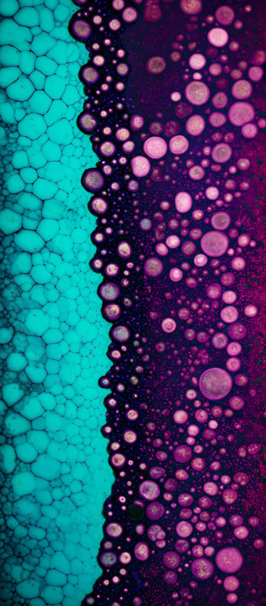 The image showcases a vibrant contrast between two primary colors: turquoise and deep purple. On the left side, there's a pattern resembling cellular structures with hexagonal cells, while on the right, there are circular patterns that appear to be bubbles or droplets, some of which have a golden hue. The combination gives an impression of a cellular environment with bubbly structures, possibly depicting a microscopic view of a biological or chemical process.