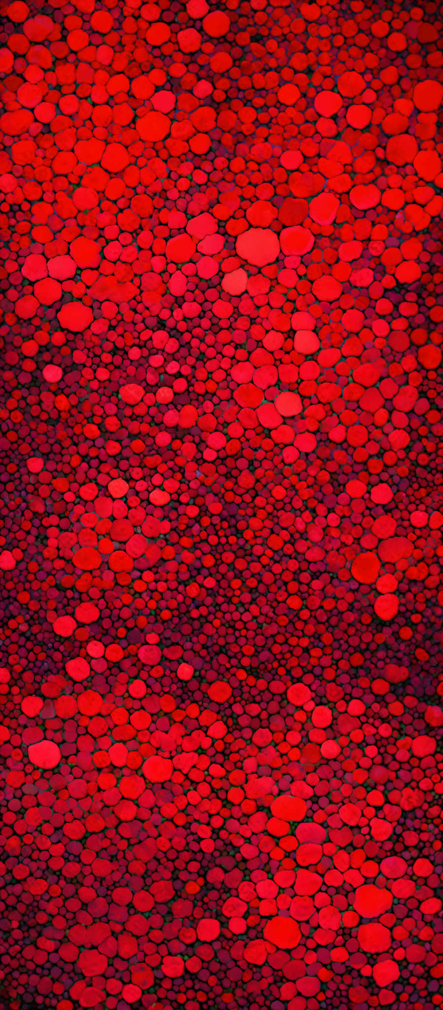 The image showcases a plethora of red and orange hues, arranged in a mosaic pattern. The shapes are predominantly circular, varying in size and density. The overall composition gives an impression of a dense, bubbly or coral-like texture, reminiscent of underwater coral reefs or a vibrant abstract representation of them.