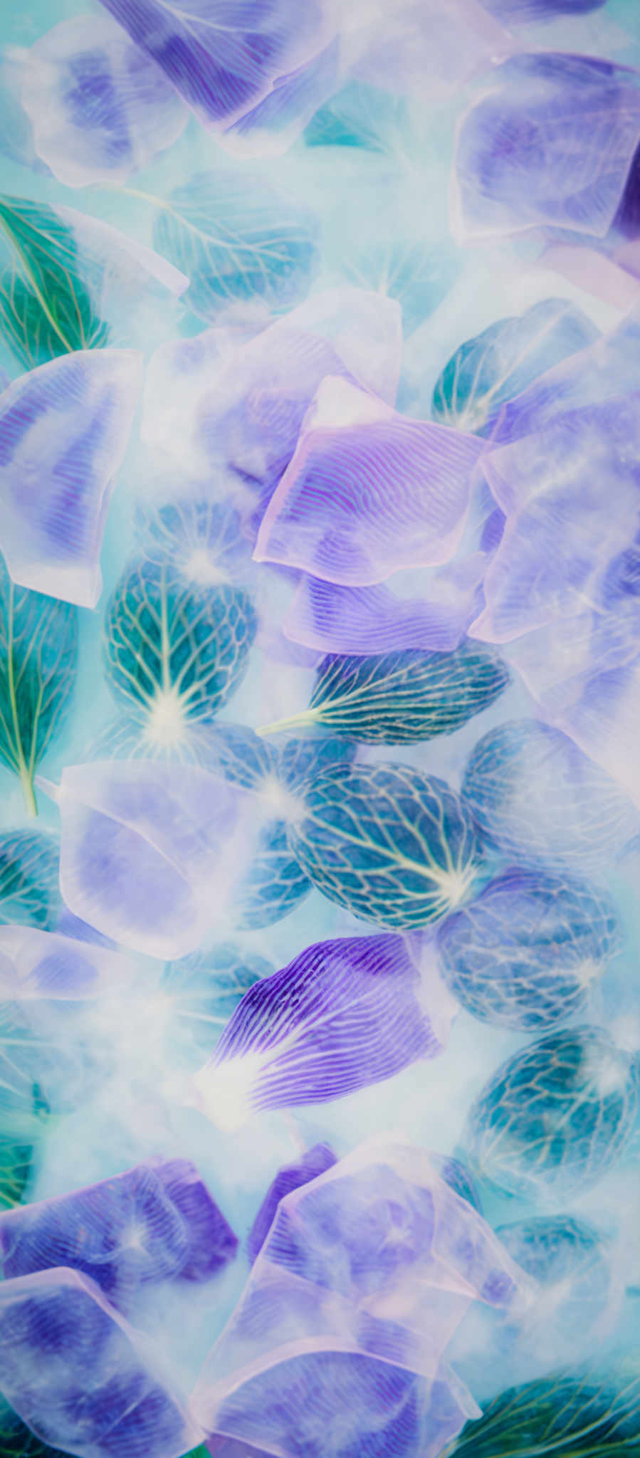 The image showcases a collection of translucent, leaf-like objects that are predominantly in shades of green and purple. They have a delicate, feathery texture and are arranged in a somewhat random pattern. The background is a soft, light blue, which complements the colors of the objects and gives the image a serene and ethereal feel.