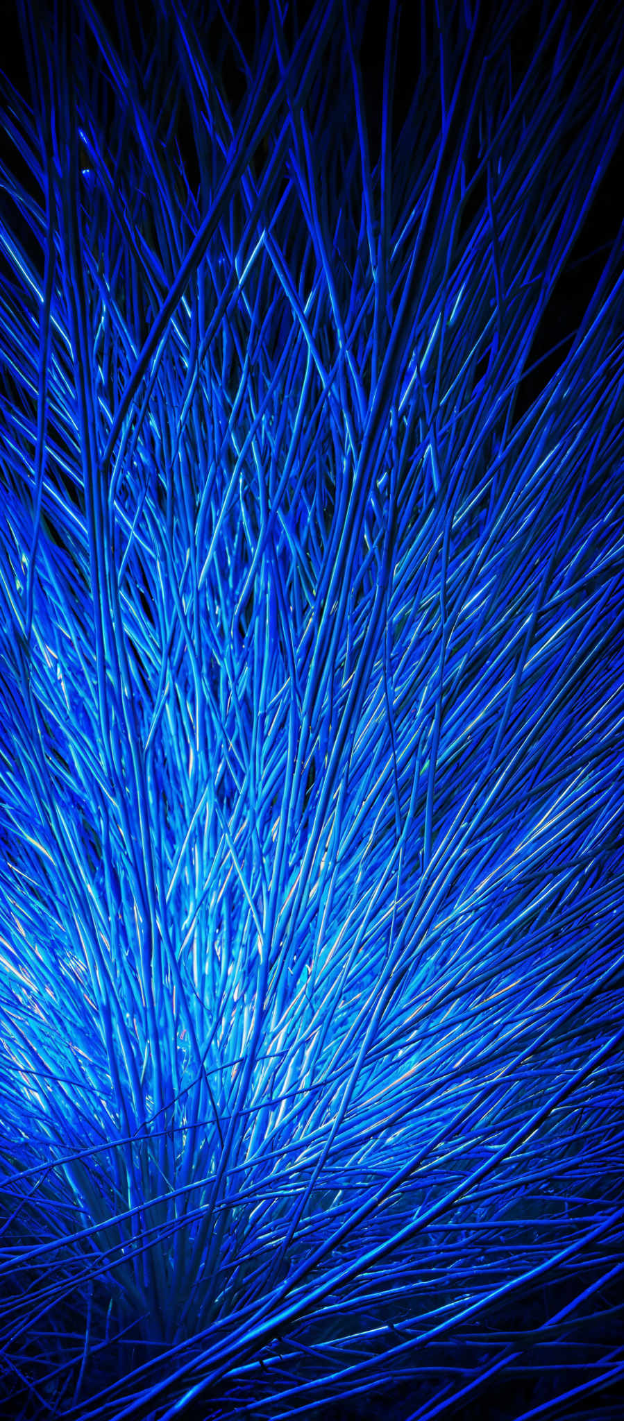 The image showcases a vibrant display of blue-colored, elongated, and intertwined strands or tendrils that radiate outwards from a central point. The colors are deep and rich, giving the image a dynamic and energetic feel. The tendrills appear to be densely packed, creating a sense of movement and fluidity.