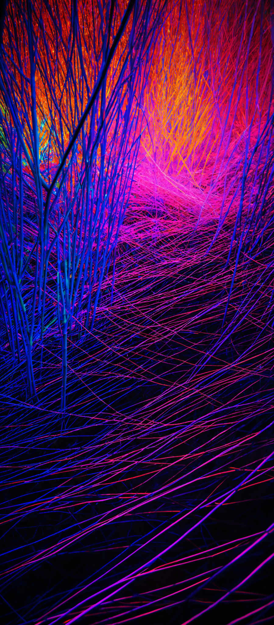 The image showcases a vibrant and mesmerizing scene of intertwined branches or tendrils against a dark background. These tendrills are illuminated with a myriad of colors, including deep blues, purples, and fiery oranges and reds. The interplay of these colors creates a dynamic and almost neon-like glow, giving the image a surreal and otherworldly feel. The tendrill patterns are intricate, with some branches appearing to overlap and intertwine with others, creating a dense and complex web of lines.