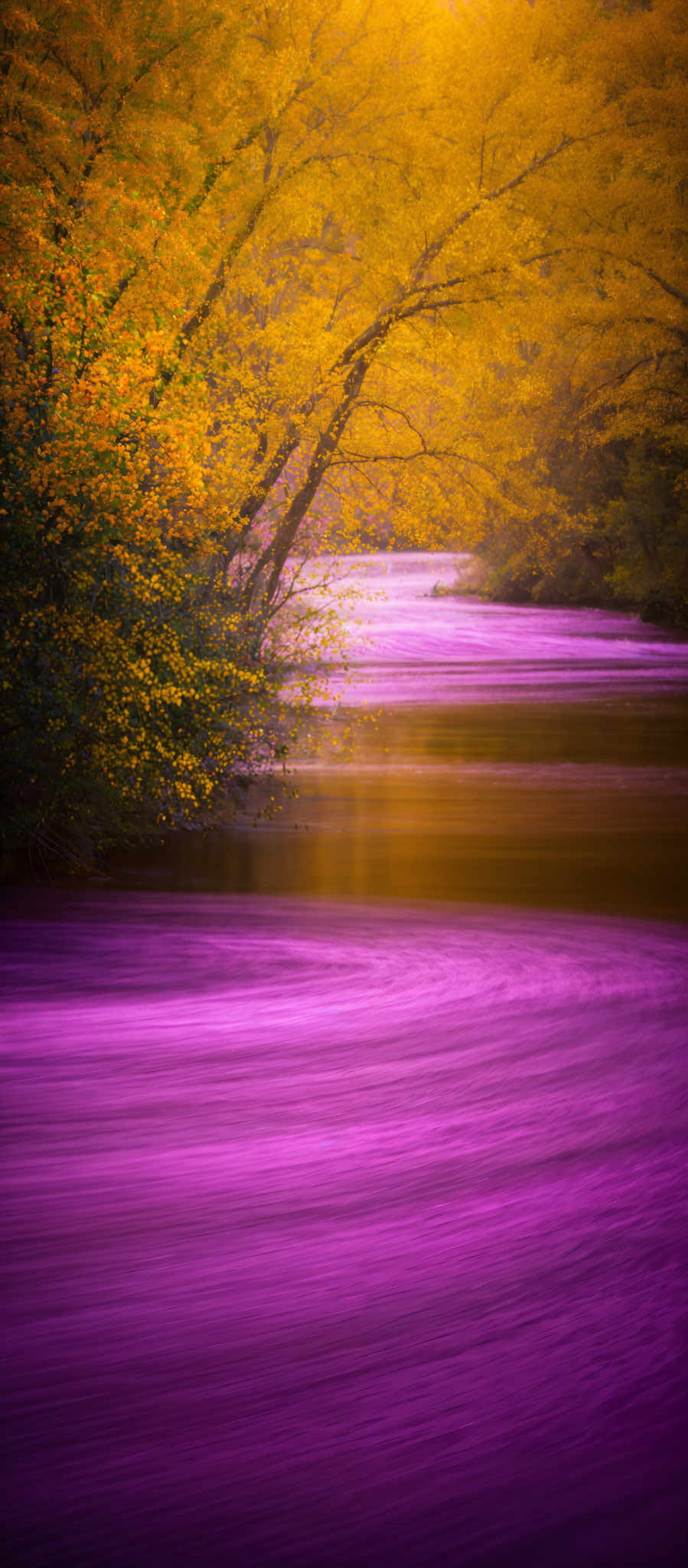 The image showcases a serene landscape with a river flowing amidst a forest. The river has a vibrant purple hue, possibly due to the reflection of the sky or the presence of minerals in the water. The trees on either side of the river are adorned with golden-yellow leaves, indicating a fall season. The leaves are dense and form a canopy overhead, casting a warm glow on the water below. The overall ambiance of the image is tranquil and evokes feelings of peace and relaxation.