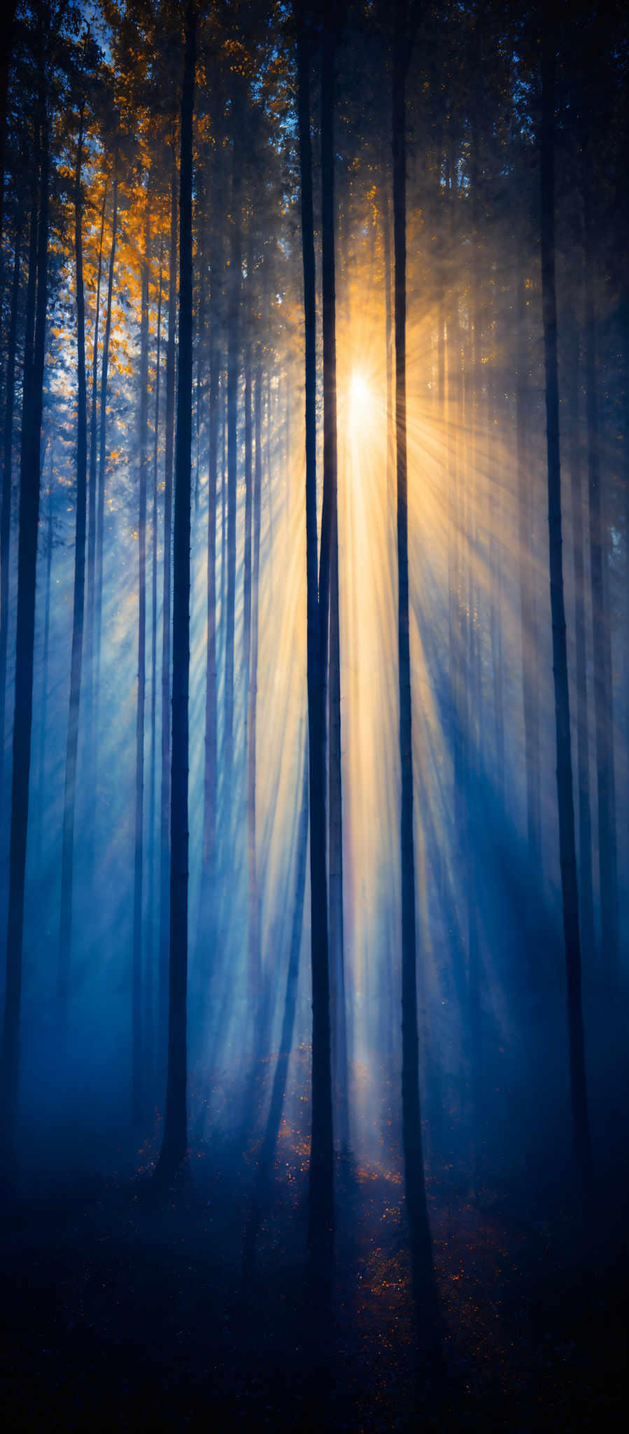 The image showcases a serene forest scene during what appears to be early morning or late afternoon. The dominant colors are shades of blue, gold, and brown. The tall trees, possibly pines or firs, stand erect with their trunks prominently visible. The sun's rays pierce through the trees, creating a beautiful play of light and shadow. The forest floor is covered with fallen leaves, and there's a misty ambiance, adding to the ethereal quality of the scene.