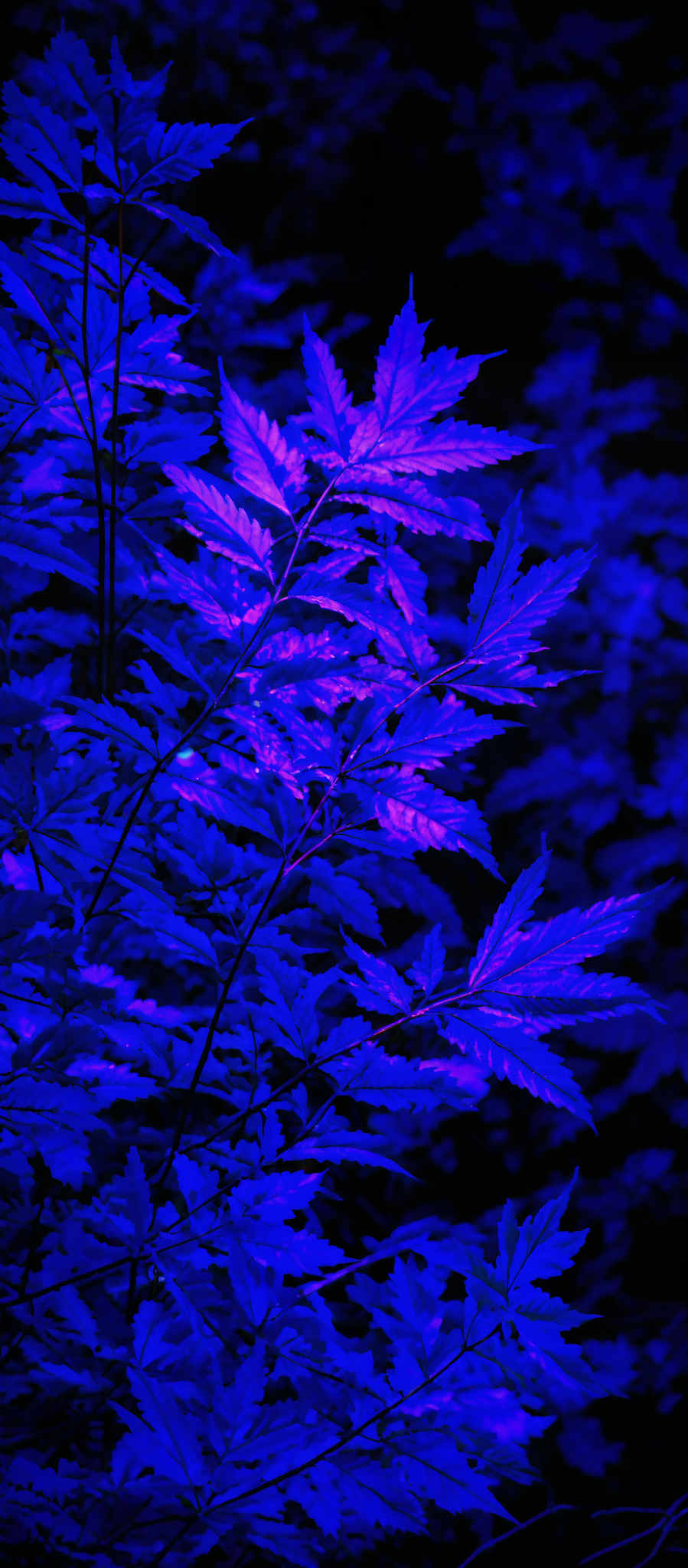 The image showcases a vibrant display of leaves, predominantly in shades of blue and purple. The leaves are elongated and have a serrated edge, characteristic of many deciduous trees. The entire scene is illuminated with a blue hue, giving it a mystical and ethereal ambiance.