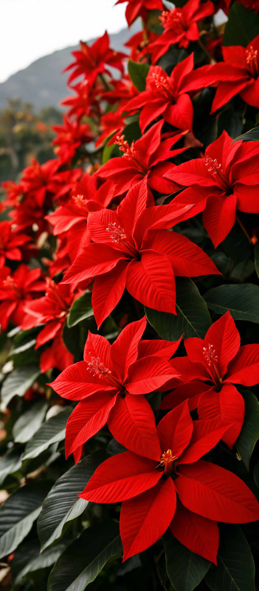 A close up of a cluster of red poinsettia flowers.