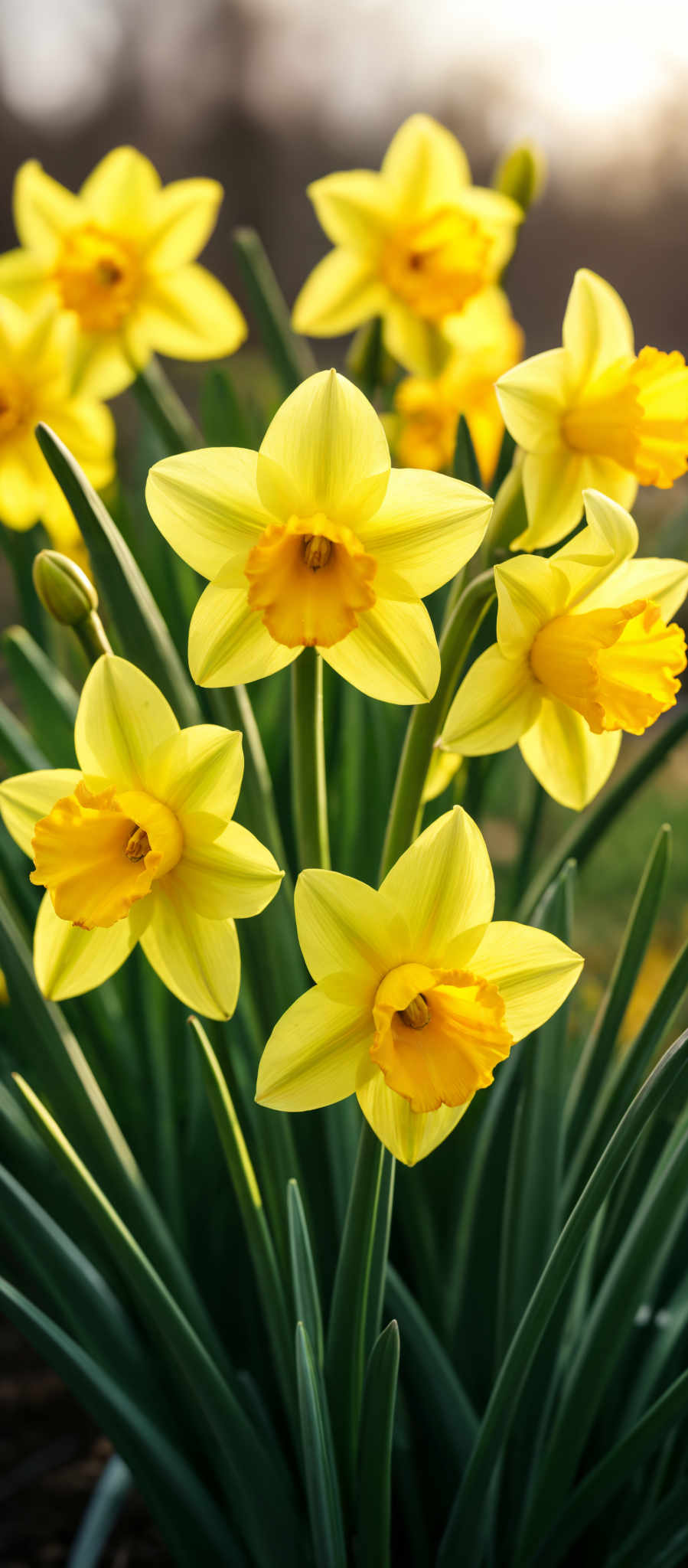 A group of yellow daffodils with green stems.