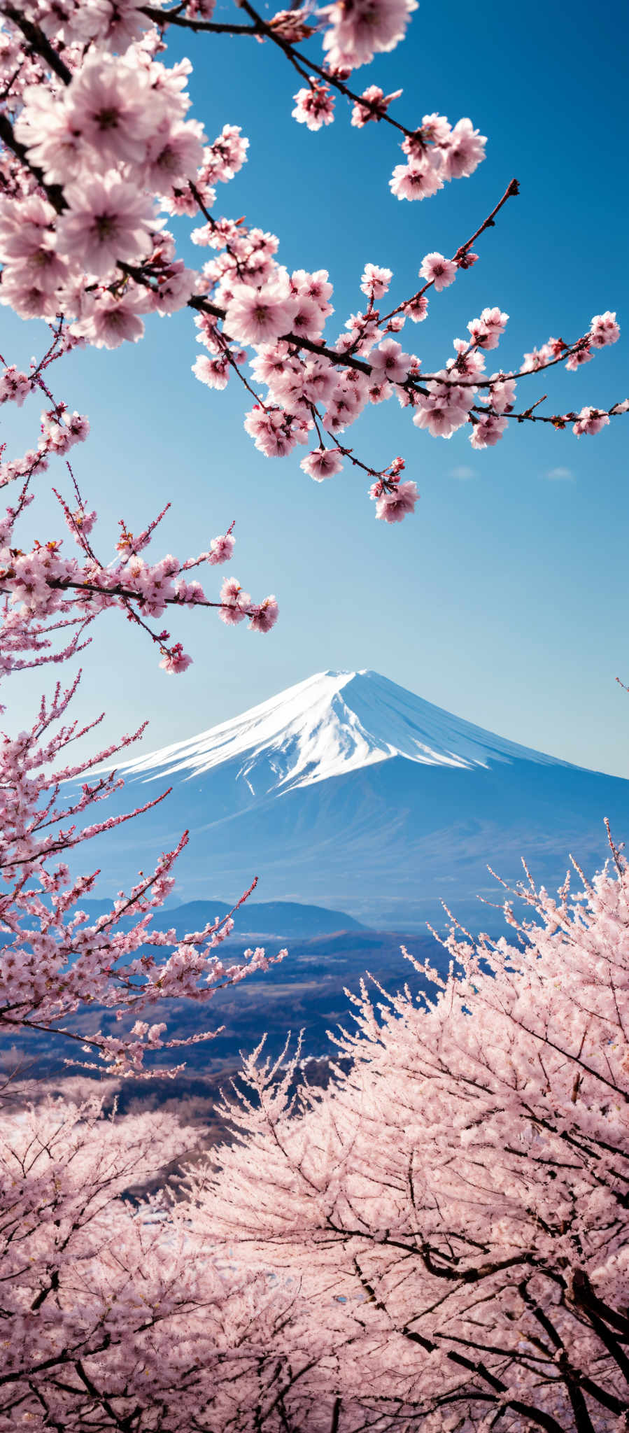 A beautiful view of Mount Fuji with cherry blossoms in the foreground.