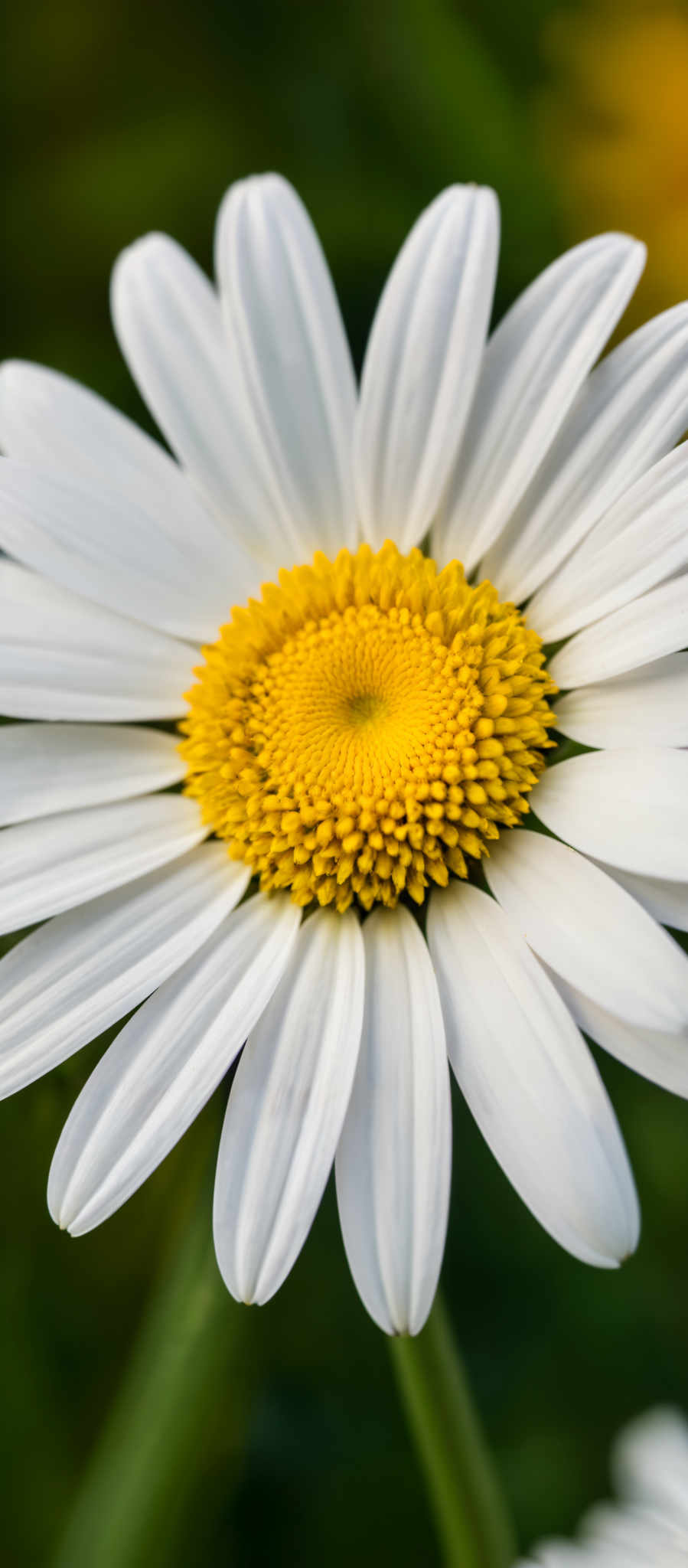 A close up of a white daisy with a yellow center.