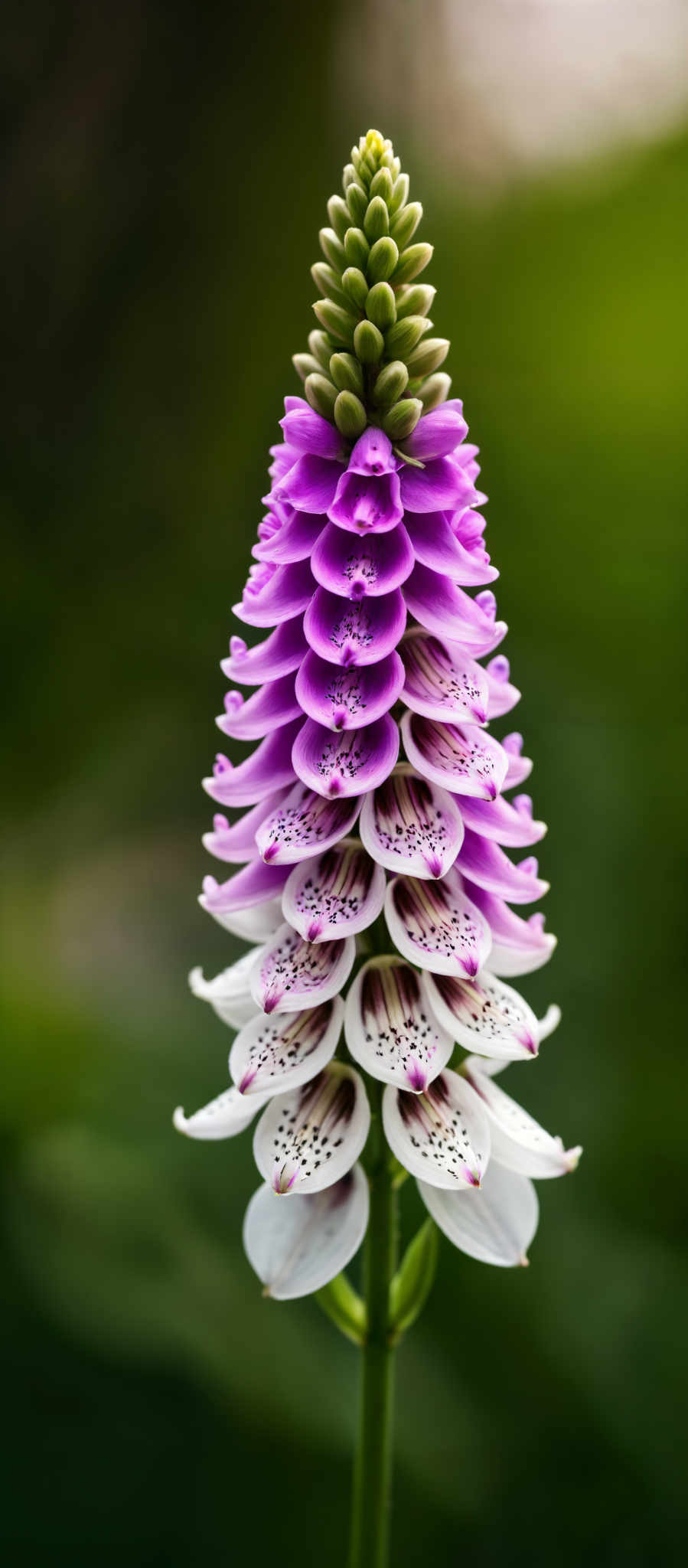 A cluster of purple flowers with white tips.