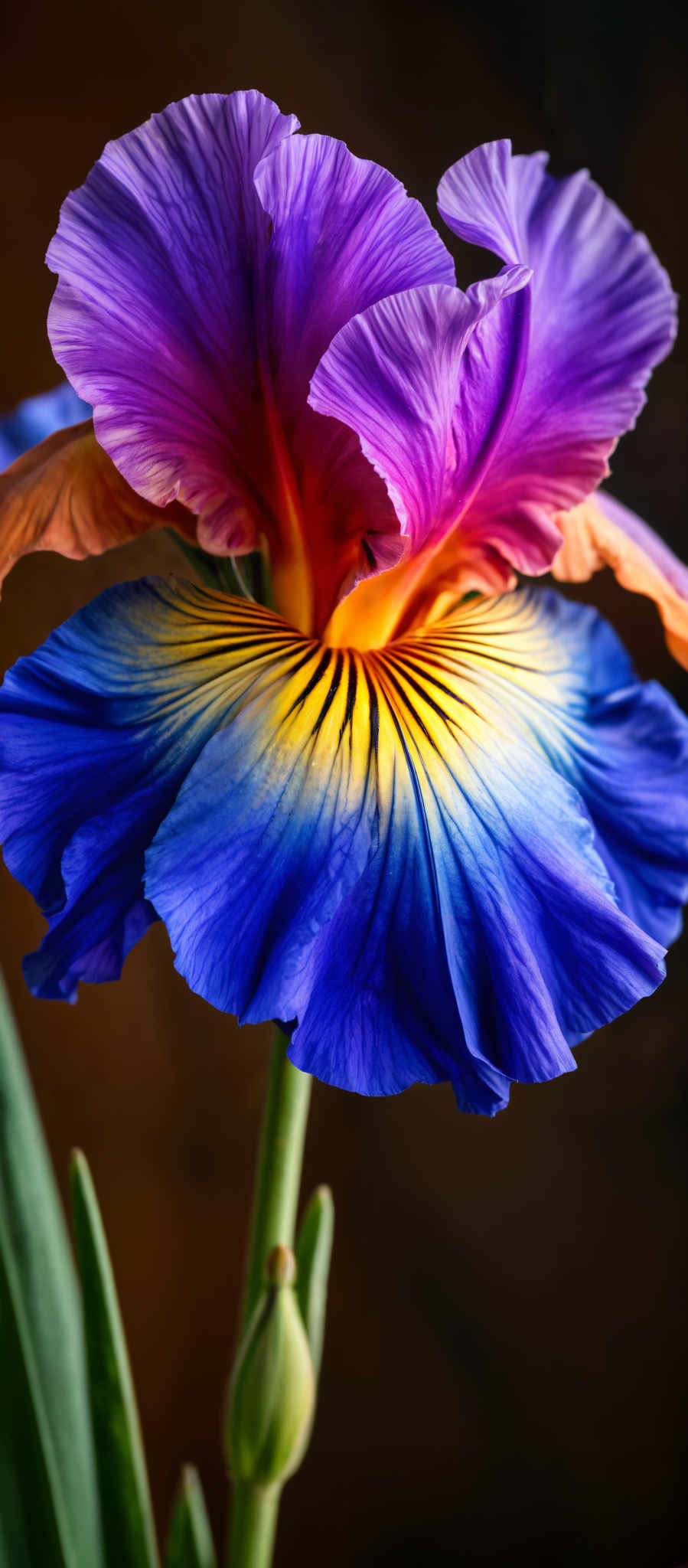 A close up of a flower with purple petals and a yellow center.