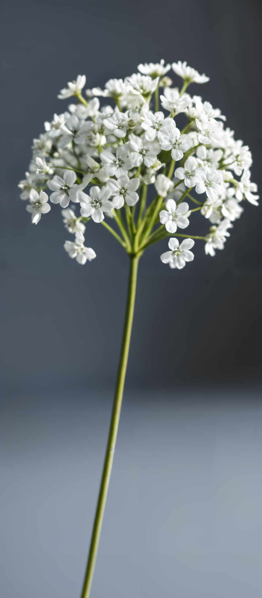 A close up of a white flower with green stems.