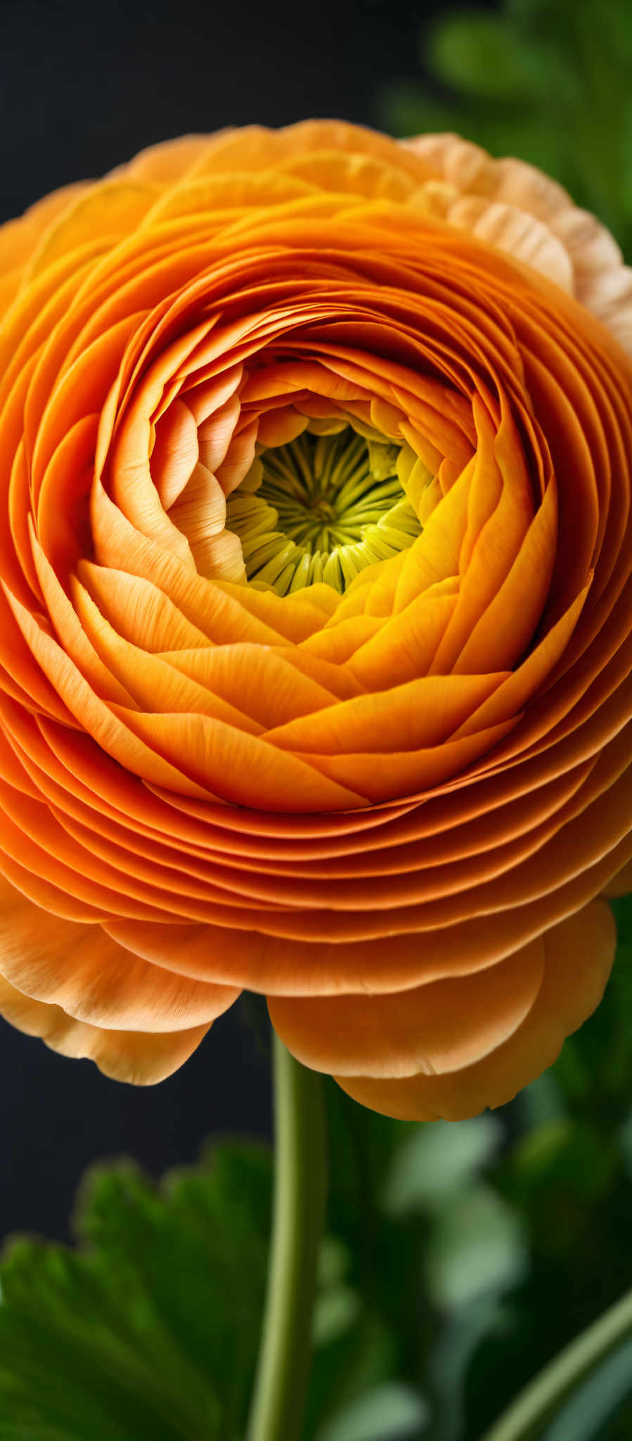 A beautiful orange flower with yellow and green center.