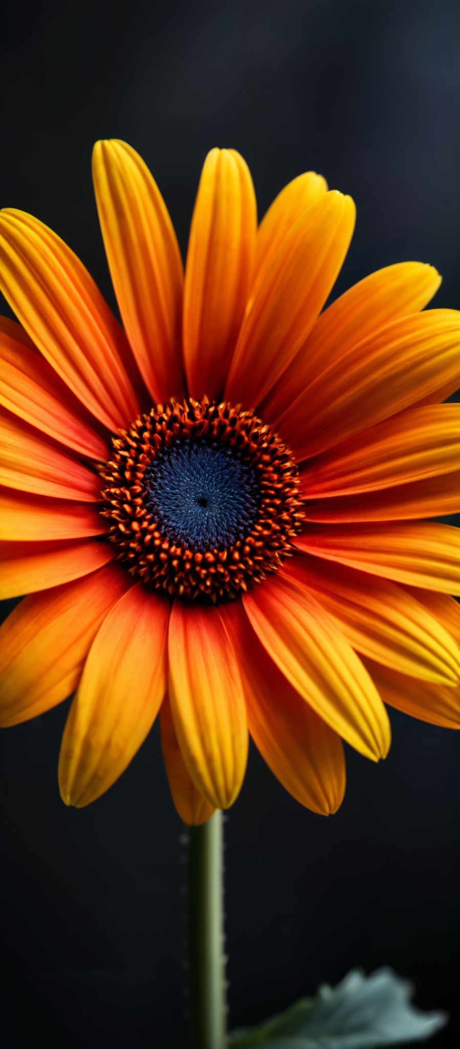 A vibrant orange flower with a blue center.