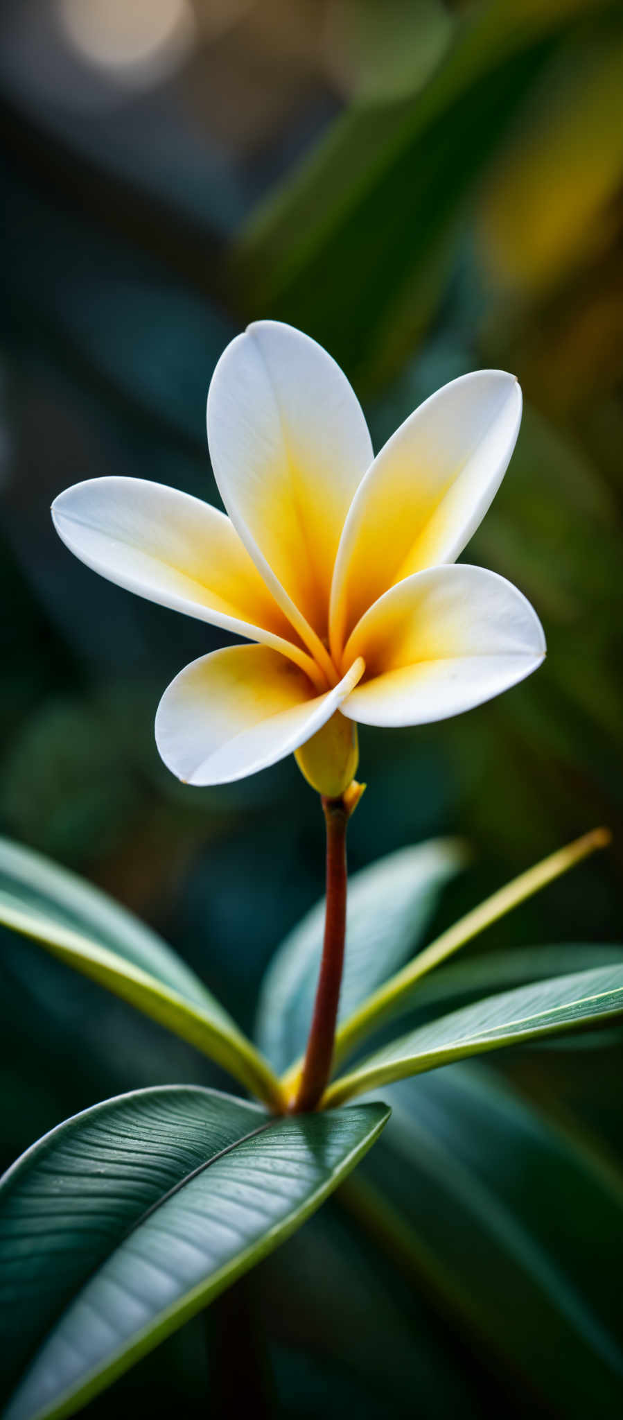 A beautiful yellow and white flower with a long stem.