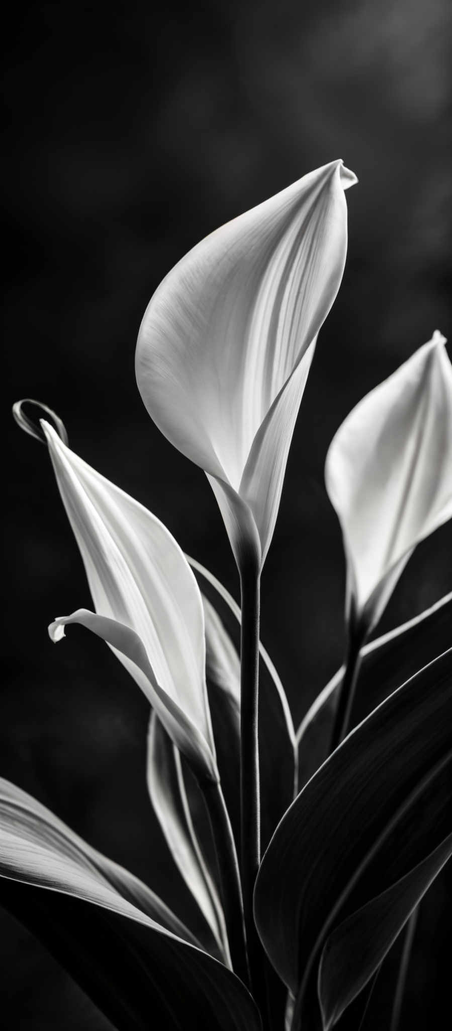 A black and white photo of a white flower with a long stem. The flower has three petals and is in full bloom. The background is dark and out of focus making the flower the main subject of the photo. The photo is taken from a low angle giving a unique perspective to the flower. The image does not contain any text or other objects. The relative position of the flower is central in the image with the dark background surrounding it. The white color of the flowers stands out against the black background creating a striking contrast. The long stem of the white flower adds to the overall composition of the photograph. The three petals of the bloom are clearly visible adding to the detail of the scene. The low angle of the shot gives a sense of depth and perspective to this beautiful image.