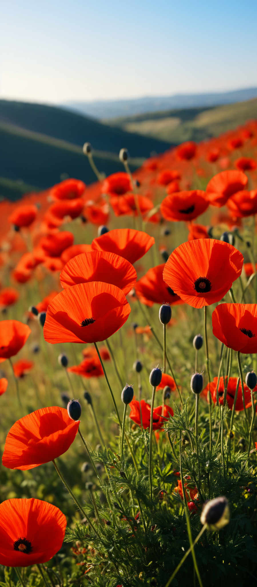 A field of red poppies with green stems.