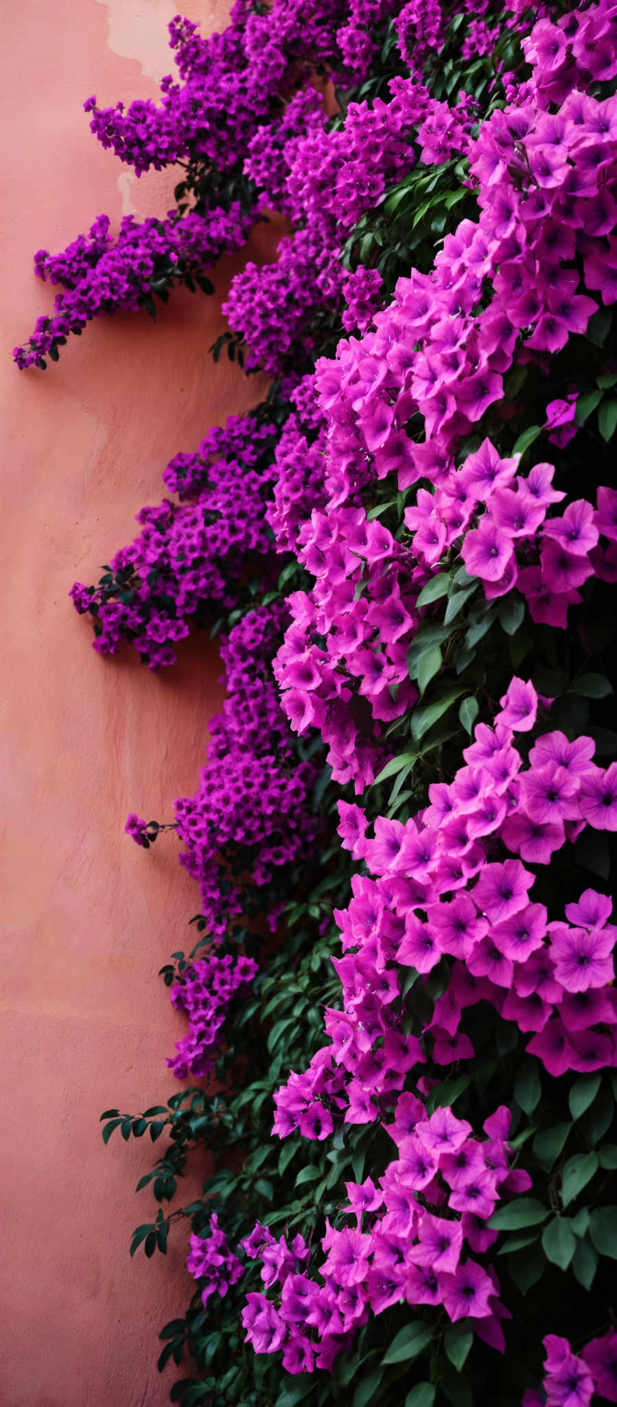 A cluster of vibrant pink flowers with green leaves are growing on a wall. The flowers are in full bloom creating a beautiful contrast against the wall. They are arranged in a diagonal pattern adding a sense of depth and movement to the scene. The image captures the essence of nature's beauty bringing a touch of the outdoors indoors. The colors the arrangement and the overall composition of the flowers create a visually pleasing image that is both captivating and serene.