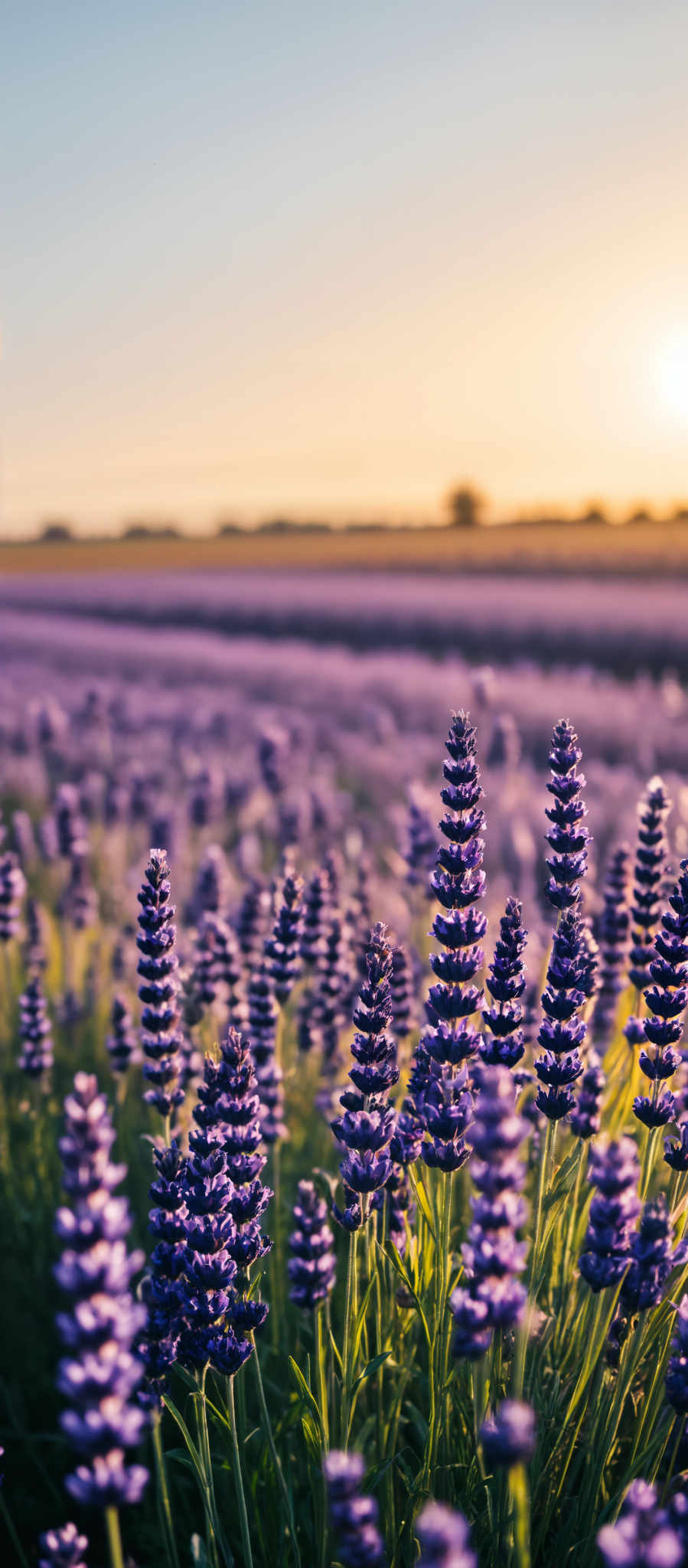 A field of lavender flowers with a sunset in the background.