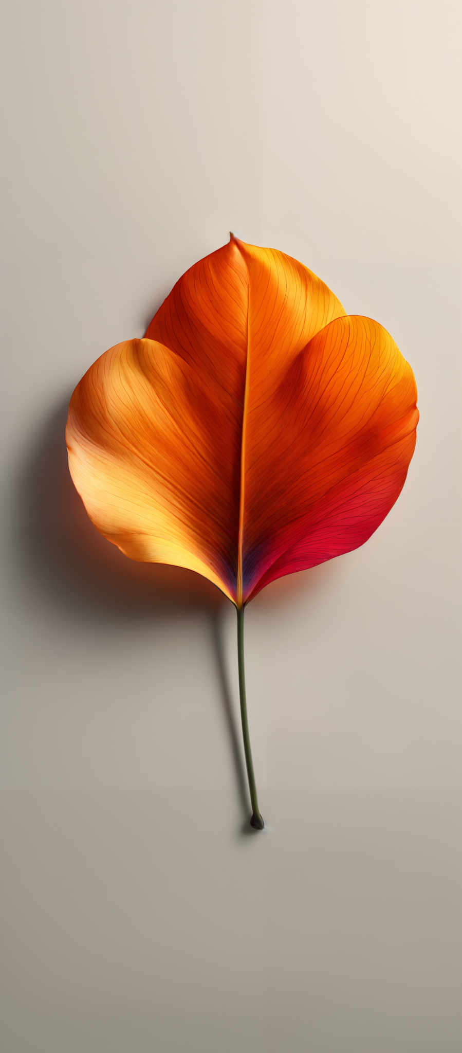 The image showcases a vibrant, heart-shaped leaf with a gradient of colors. The leaf transitions from a deep orange at the top to a fiery red at the base. The veins of the leaf are prominently visible, displaying a mix of orange and red hues. The stem of the plant is slender and green. The background is a neutral gray, which accentuates the colors of the leaves.