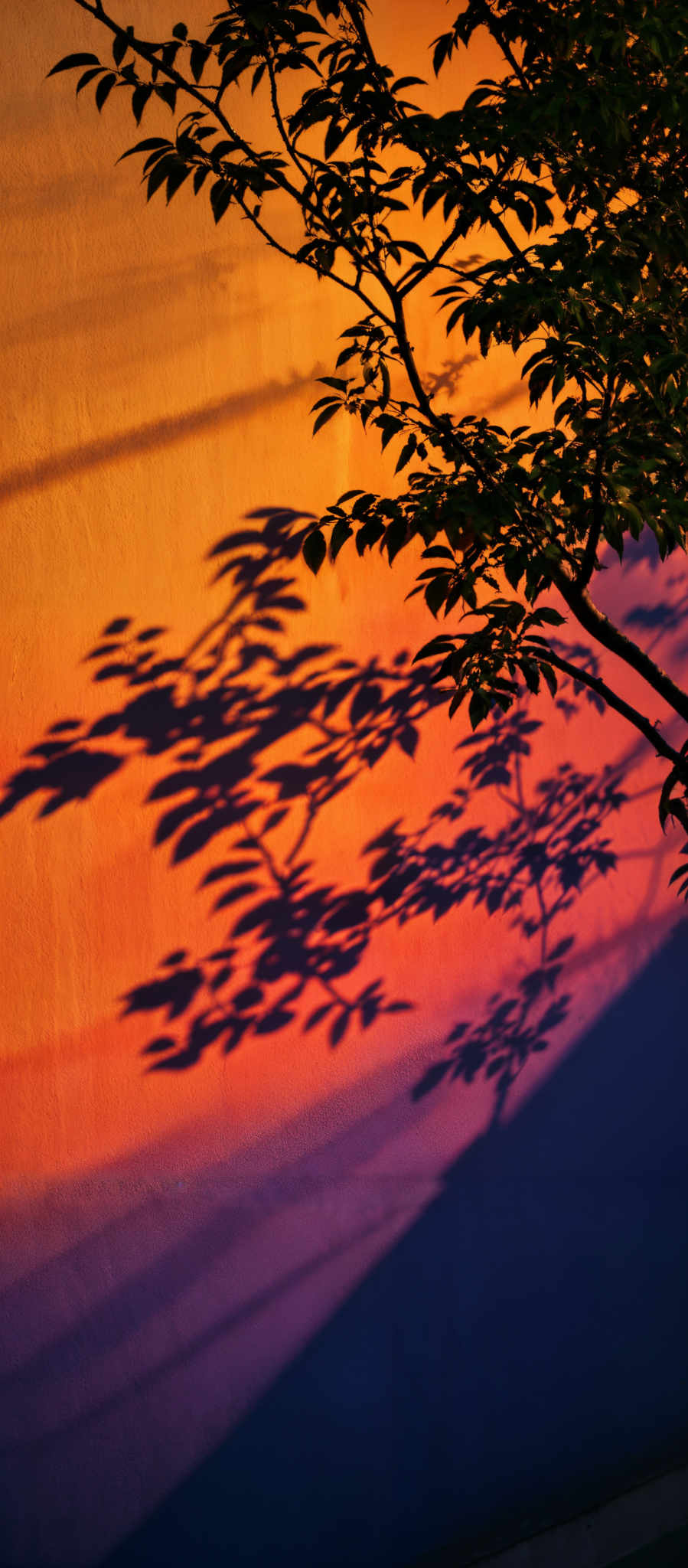 The image showcases a vibrant play of colors. The background is dominated by a gradient of orange and purple hues, creating a sunset or sunrise ambiance. The foreground features a tree with dark green leaves, casting intricate shadows on the wall. The shadows are elongated and have a jagged appearance, suggesting the tree's leaves are dense and the light source is low. The overall mood of the image is serene and contemplative, evoking feelings of tranquility and reflection.