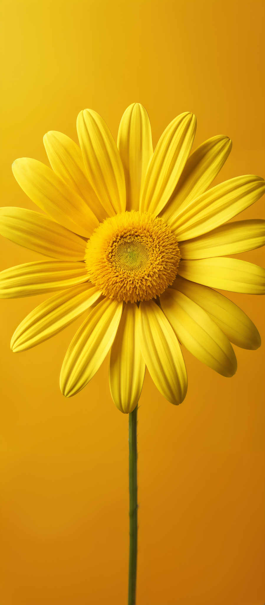 The image showcases a vibrant yellow flower with a circular center. The petals are smooth and have a gradient of yellow, transitioning from a lighter shade at the edges to a deeper hue towards the center. There's a prominent stem supporting the flower, and the background is a solid shade of yellow.