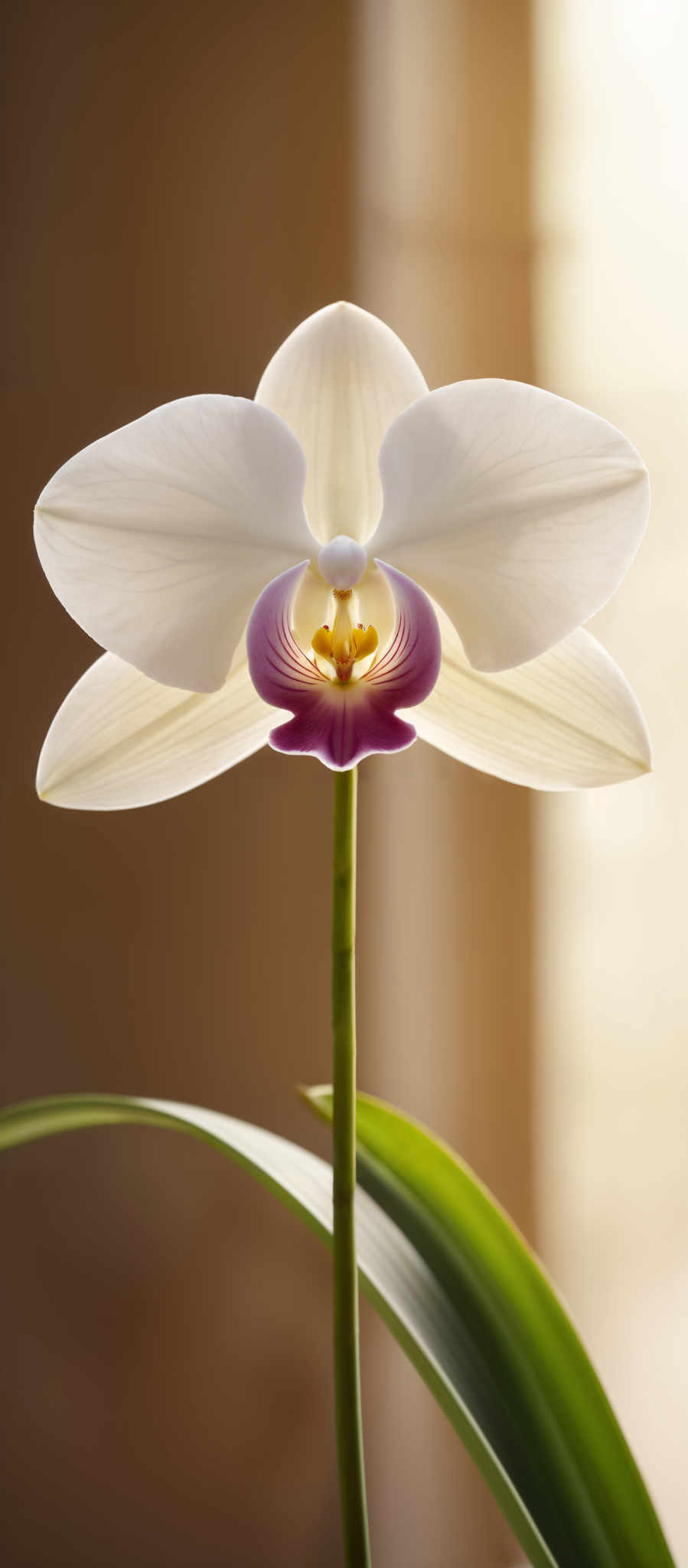 The image showcases a beautiful orchid flower. The orchid has a pristine white petal with subtle veining. The center of the flower is a vibrant mix of purple and yellow, with the yellow forming a circular pattern around the purple. The stem is slender and green, supporting the flower.