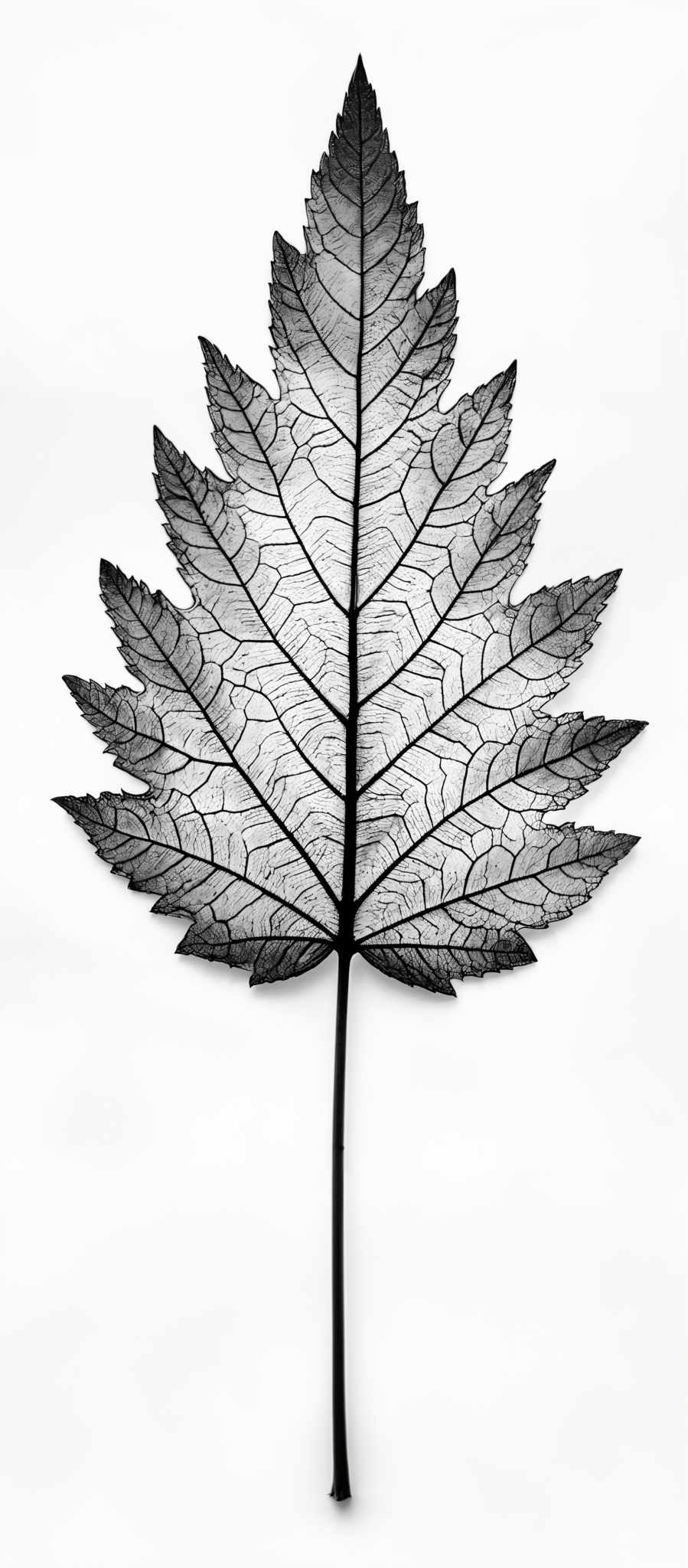 The image showcases a leaf with a distinct shape resembling a spiky star or a pointed rosette. The leaf is predominantly dark, possibly black or deep brown, with intricate vein patterns that are prominently visible. The veins form a complex network, branching out from the central stem and spreading outwards in a radial pattern. The overall appearance is stark and contrasts sharply with the white background, emphasizing the leaf's details and structure.