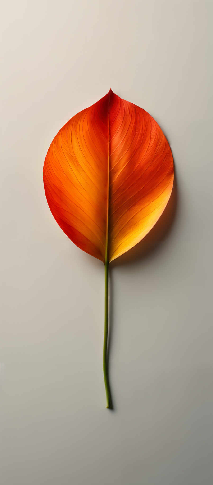 The image showcases a single, large leaf with a heart-shaped or teardrop shape. The leaf exhibits a gradient of colors, transitioning from a deep orange at the base to a vibrant yellow at the tip. The veins of the leaf are clearly visible, running vertically and branching out in various directions. The stem of the plant is green and appears to be attached to the leaf at its base.