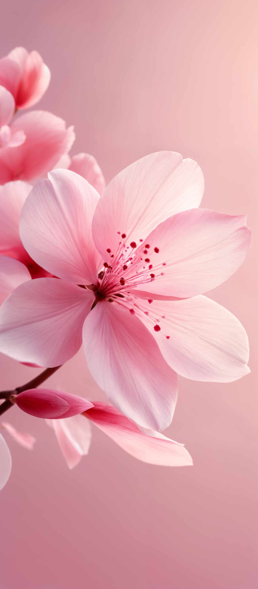 The image showcases a close-up of a delicate pink flower. The flower has a broad, slightly translucent petal with subtle shading, revealing the intricate details of its inner structure. The center of the flower is adorned with a cluster of small, round, pinkish-red stamens. The background is a soft pink hue, complementing the flower's color and enhancing its ethereal beauty.