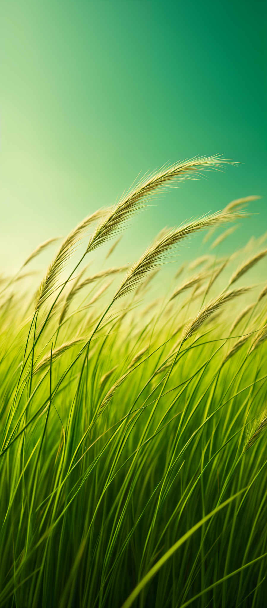 The image showcases a vibrant and lively scene of tall grasses swaying in the wind. The grasses are predominantly green with some golden-brown tints, possibly indicating maturity or the onset of a season. The shape of the grasses is slender and elongated, with feathery tips that seem to be swayed by the breeze. The background is a clear blue sky, providing a serene backdrop to the dynamic movement of the foreground.