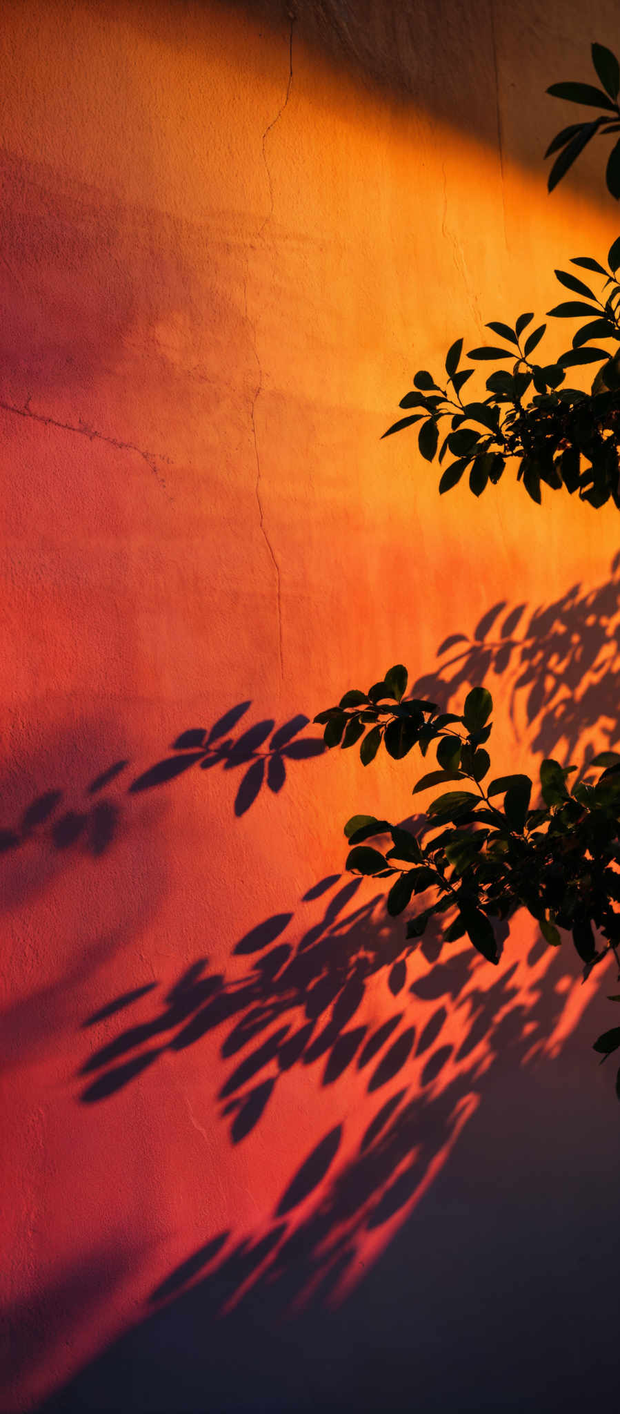 The image showcases a vibrant gradient of colors ranging from a deep orange at the top to a pinkish hue at the bottom. The central part of the image is dominated by the shadow of a tree branch with green leaves. The leaves cast elongated and intricate shadows on the wall, creating a contrast between the vivid colors of the background and the dark silhouette of the leaves.