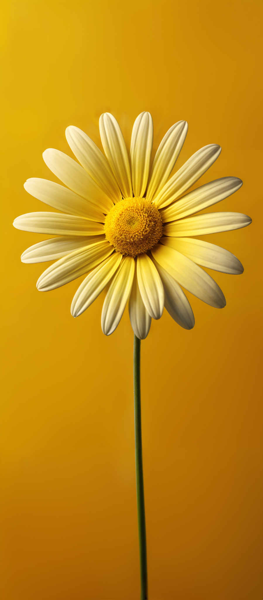 The image showcases a single daisy flower against a vibrant yellow background. The daisy has a bright yellow center surrounded by white petals. The flower's stem is slender and green. The overall image exudes a sense of freshness and vibrancy.