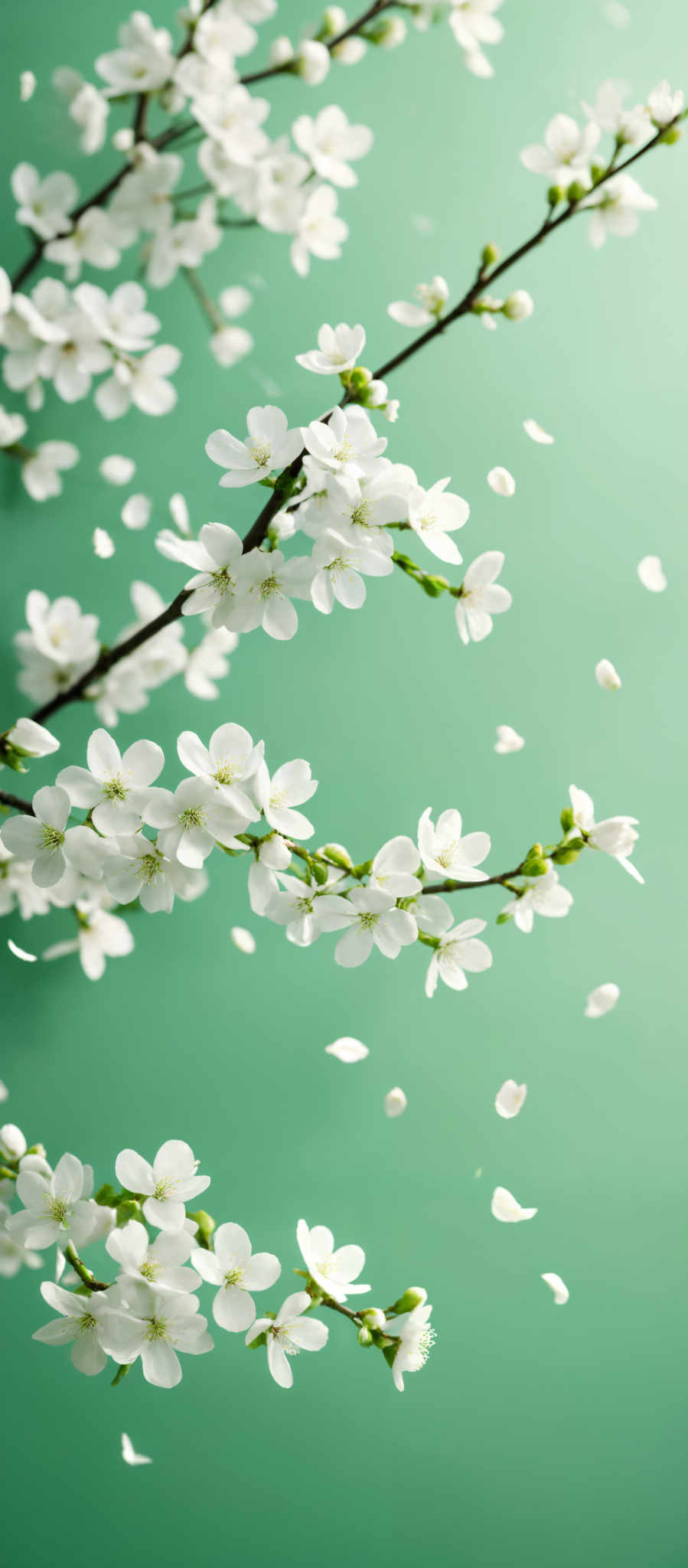 The image showcases delicate white flowers with a circular shape, attached to slender brown branches. The background is a soft teal color, which provides a beautiful contrast to the white flowers. Some of the flowers appear to be in bloom, while others are still budding. Additionally, there are a few white petals or blossoms scattered in the air, giving a sense of movement and freshness.