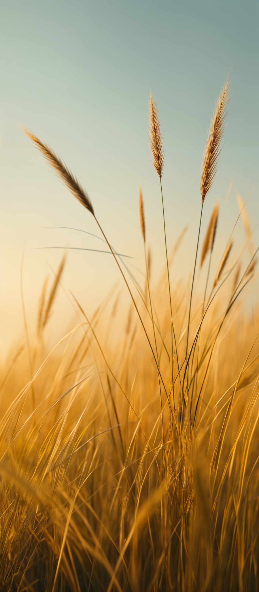 The image showcases a serene landscape dominated by tall grasses. The grasses have a golden hue, likely due to the sunlight, and they appear to sway gently in the breeze. The tallest grasses in the foreground have a more pronounced, feathery appearance, with delicate strands that catch the light beautifully. The background is slightly blurred, emphasizing the depth and vastness of the field. The sky above is clear, suggesting a calm day.