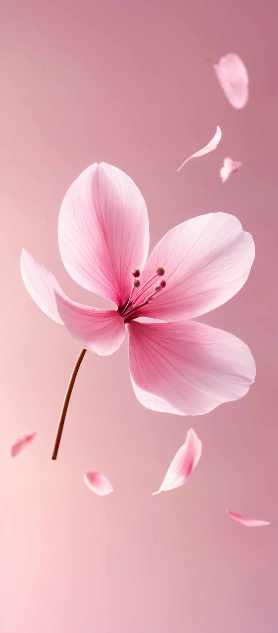 The image showcases a delicate pink flower with a prominent center. The petals are soft and translucent, revealing the intricate details of the flower's reproductive parts. The background is a gradient of pink, creating a serene ambiance. Additionally, there are small pink petal-like structures floating around the main flower, adding to the ethereal feel of the image, and a few small pearls are scattered around the flower.