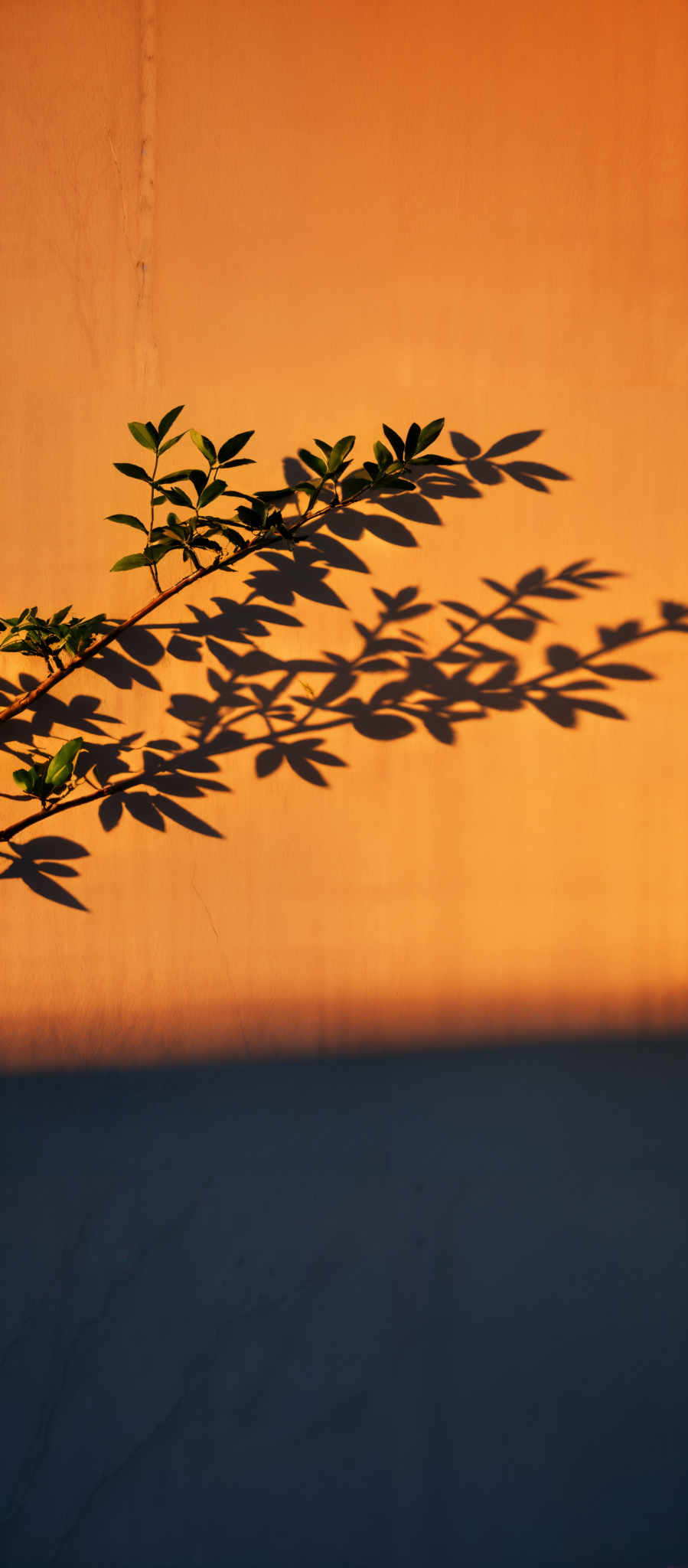 The image showcases a vibrant orange background, possibly a wall or a canvas. On this background, there's a branch with green leaves. The leaves cast a distinct shadow, forming a pattern that resembles a series of elongated shapes, almost like leaves themselves, but in a darker hue. The contrast between the bright orange and the dark green and shadow creates a visually striking effect.