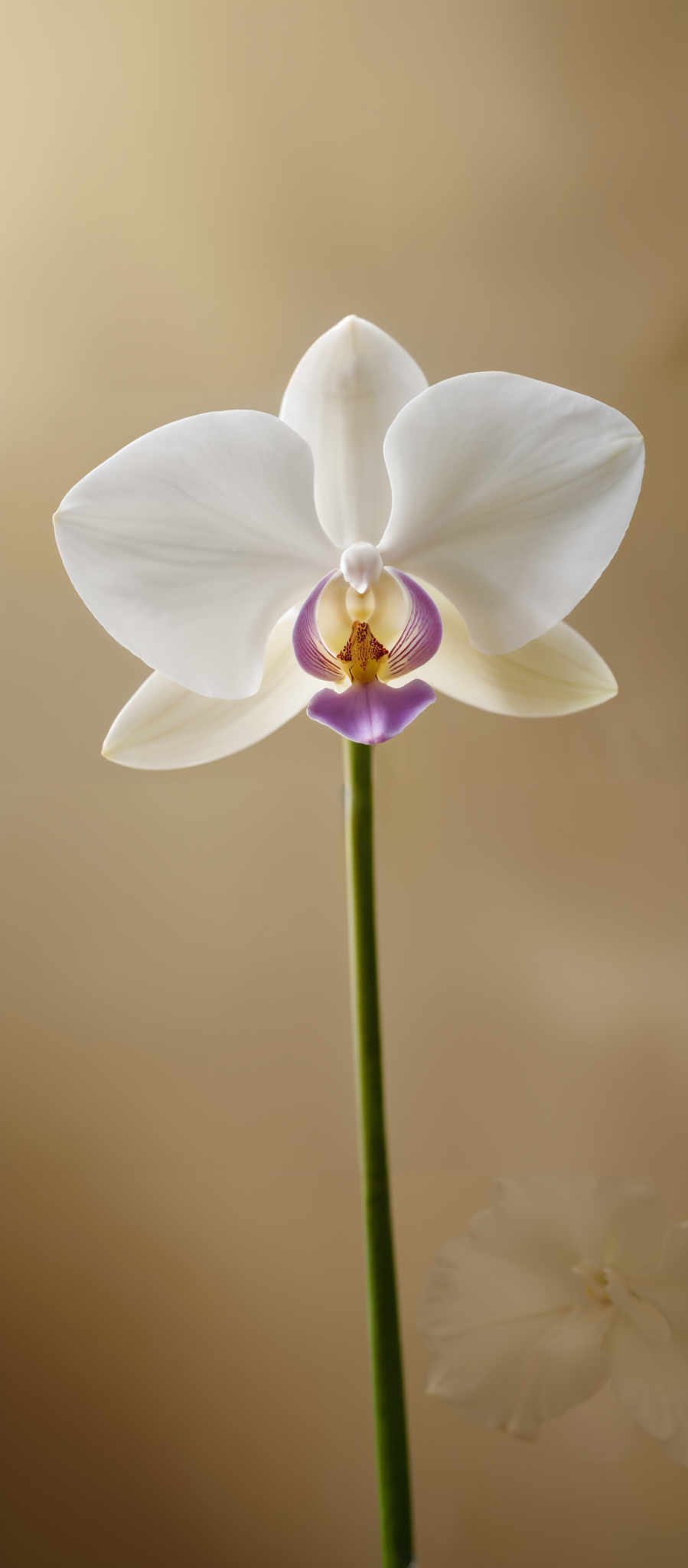 The image showcases a beautiful orchid flower. The orchid has pristine white petals that are slightly veined, radiating outwards from a central stem. The center of the orchid is a vibrant mix of purple and yellow, with intricate patterns and structures. The background is a muted beige, which accentuates the orchids' colors and makes them stand out.