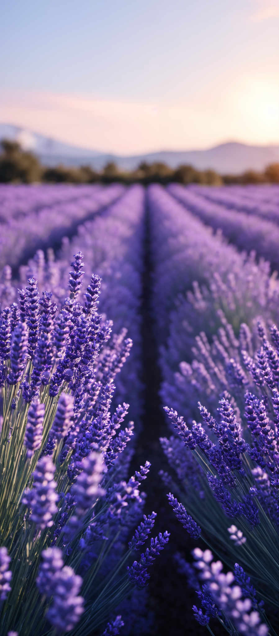 The image showcases a vast field of lavender with rows of plants stretching into the distance. The lavender flowers are in full bloom, displaying a vibrant purple hue. The stems of the lavender are slender and green. The sky above is painted with hues of orange and blue, suggesting either a sunrise or sunset. In the distance, there are some trees and a hint of mountains.