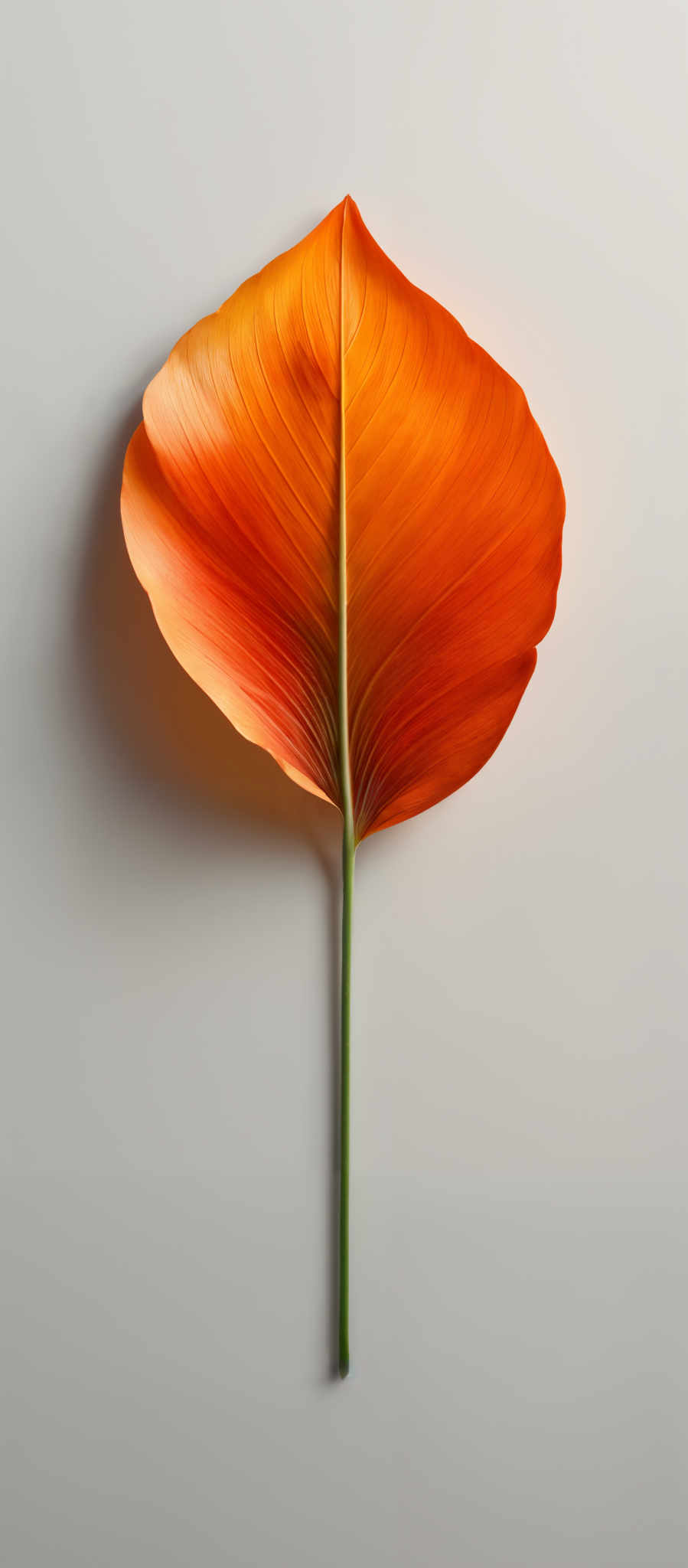 The image showcases a single, vibrant leaf. The leaf has a heart-shaped or teardrop shape with a gradient of colors ranging from a deep orange at the base to a lighter, almost yellowish hue towards the tip. The veins of the leaf are prominently visible, displaying a network of green lines that run throughout its structure. The stem of the plant is green and appears to be slender, supporting the leaf.