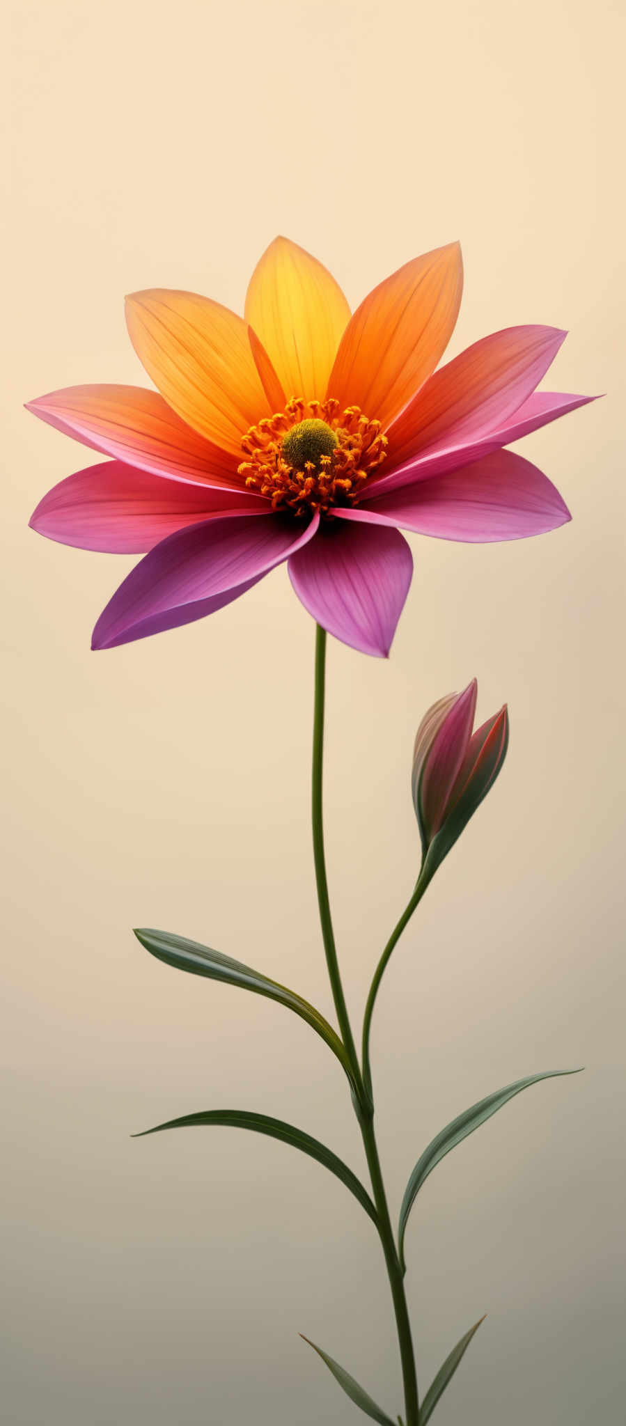 The image showcases a vibrant flower with a unique blend of colors. The petals are predominantly pink and orange, transitioning smoothly from one hue to the other. The center of the flower is a bright yellow with intricate details, resembling a cluster of small, round objects. The stem is slender and green, supporting the flower and a budding flower below it. The background is a soft beige, which accentuates the colors of the floral subject.