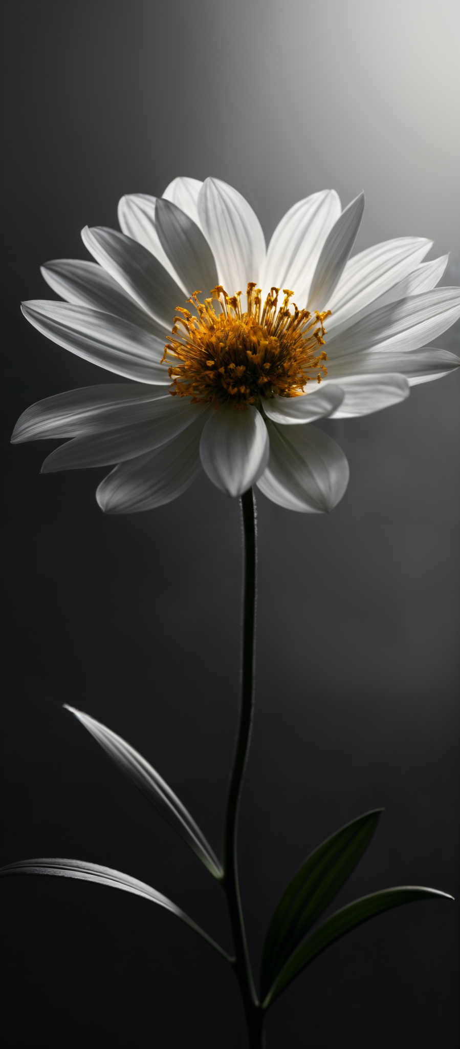 The image showcases a white flower with a slender stem. The flower has multiple petals that are uniformly white, with a yellowish-orange center filled with tiny, clustered stamens. The background is a gradient of dark gray to black, creating a stark contrast with the flower, emphasizing its brightness and delicacy.