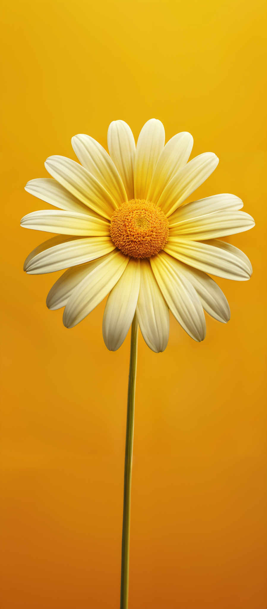 The image showcases a single daisy flower against a vibrant yellow background. The daisy has white petals that radiate outwards, with a bright yellow center. The flower stands tall on a slender green stem.