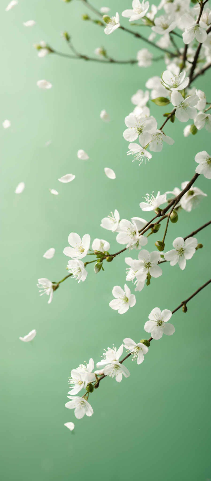 The image showcases a branch with white blossoms against a light green background. The blossom petals are delicate and have a round shape, while the center of each blossome is composed of multiple tiny white stamens. The branch has a few green buds, indicating that more flowers might bloom in the future. The background is uniformly colored, providing a serene backdrop that accentuates the beauty of the blossoming branch.