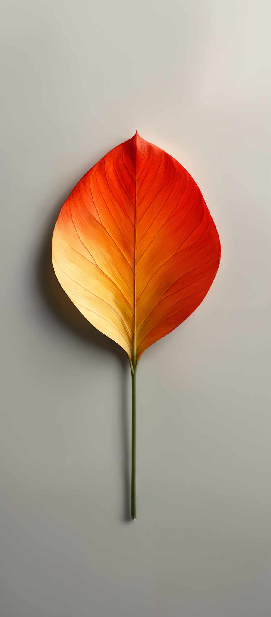 The image showcases a single, large leaf with a heart-shaped or teardrop shape. The leaf exhibits a gradient of colors, transitioning from a deep red at the top to a vibrant orange in the middle, and finally to a soft yellow at the base. The veins of the leaf are clearly visible, running vertically from the base to the tip. The stem of the plant is green and appears to be slender. The background is a neutral gray, which accentuates the vivid colors of the leaves.