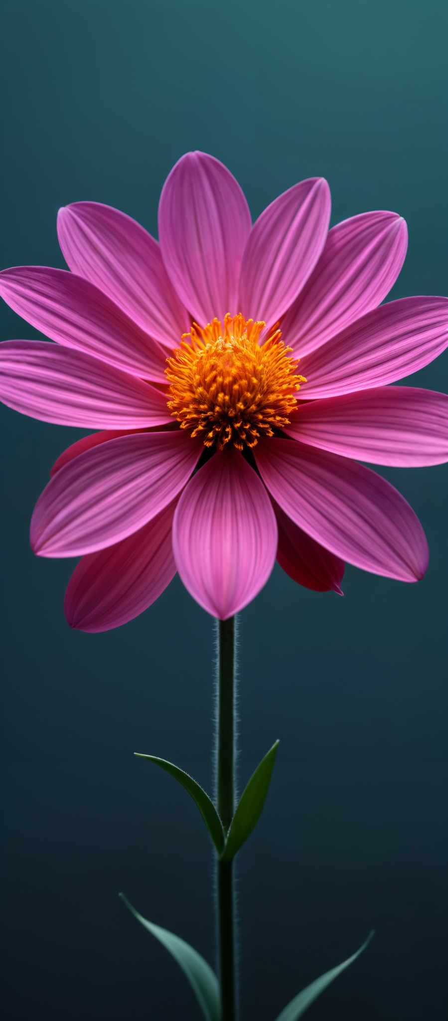 The image showcases a vibrant pink flower with a circular shape. The petals are smooth and have a gradient of pink hues, transitioning from a darker shade at the base to a lighter one towards the tips. The flower's center is a bright yellow, composed of tightly packed, small yellow florets. The stem is slender and green, with a couple of small green leaves emerging from it. The background is a deep blue, providing a contrasting backdrop to the flower'ss colors.