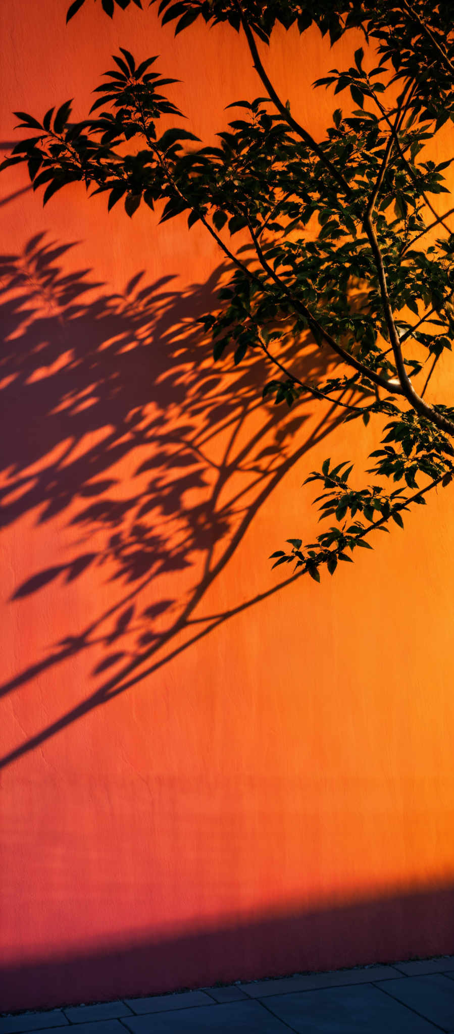 The image showcases a vibrant orange wall with a tree branch extending over it. The tree's leaves cast a shadow on the wall, creating a contrast between the dark silhouette of the leaves and the bright orange background. The ground is tiled with grayish-blue tiles, and there's a slight gradient of color from the wall to the ground, transitioning from a deeper orange to a lighter hue.