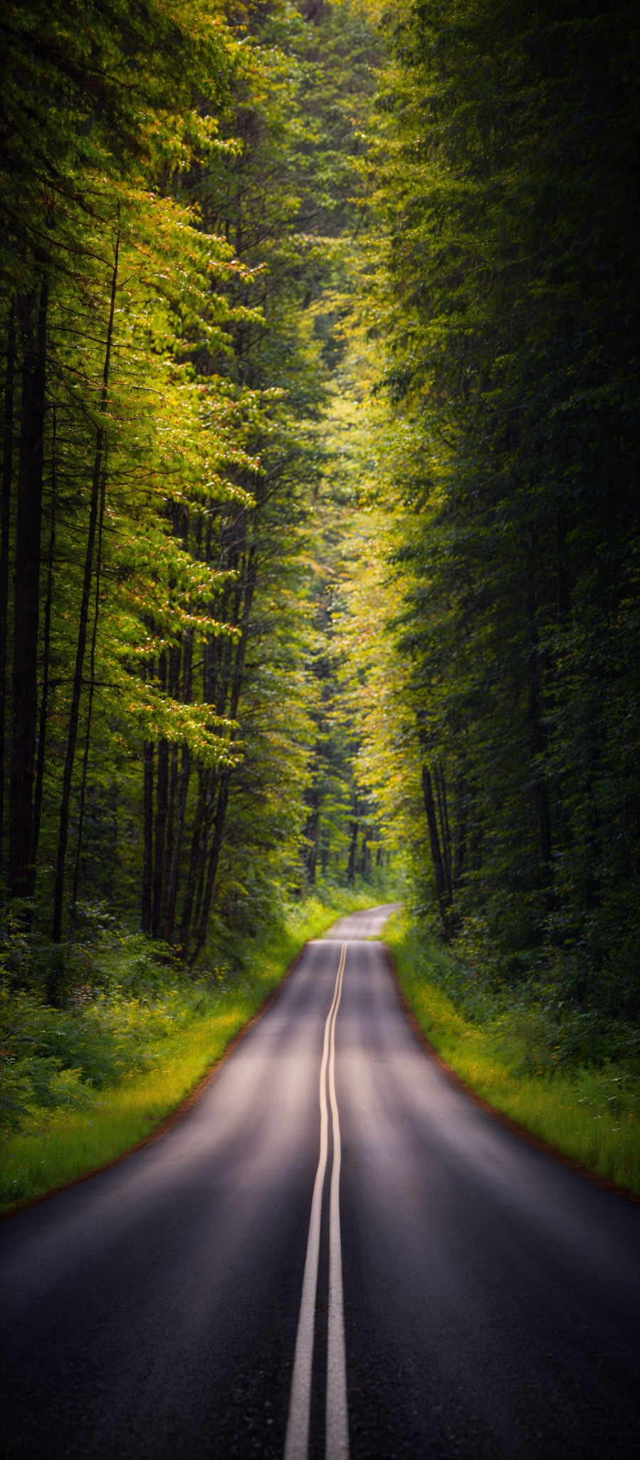 The image showcases a scenic view of a road surrounded by tall trees. The trees have vibrant green leaves, some of which are slightly tinged with yellow, indicating a transition between seasons. The road itself is straight and narrow, with a clear division in the middle by a white dashed line. The asphalt of the road appears smooth and well-maintained. The overall ambiance of the image is serene and tranquil, evoking feelings of calm and peace.